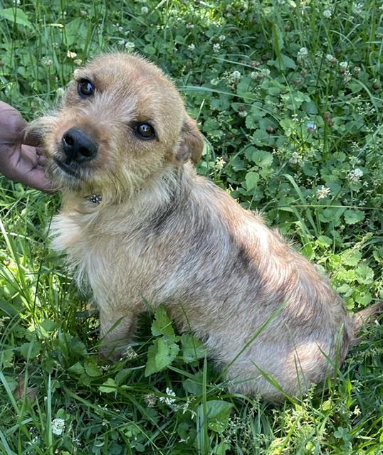Enlarge Teddy, an adopted Yorkshire Terrier in Memphis, TN image 2/6