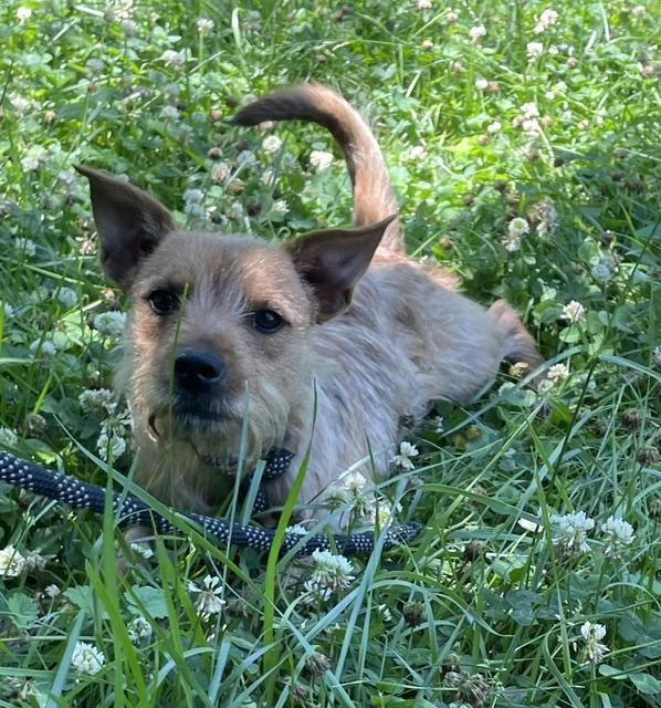 Enlarge Teddy, an adopted Yorkshire Terrier in Memphis, TN image 1/6