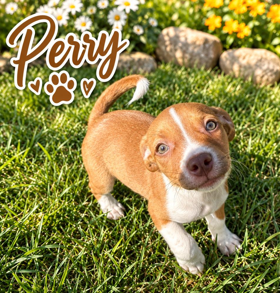 Perry photo