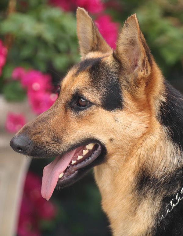 Enlarge Hazel von Hage, a Adoptable German Shepherd Dog in Los Angeles, CA image 3/6