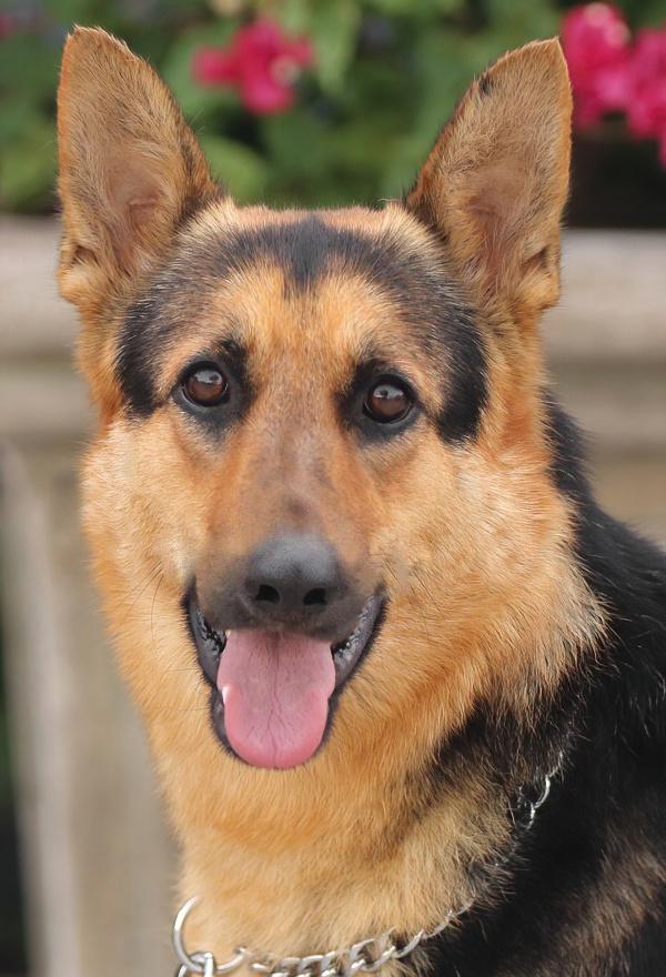 Enlarge Hazel von Hage, a Adoptable German Shepherd Dog in Los Angeles, CA image 1/6