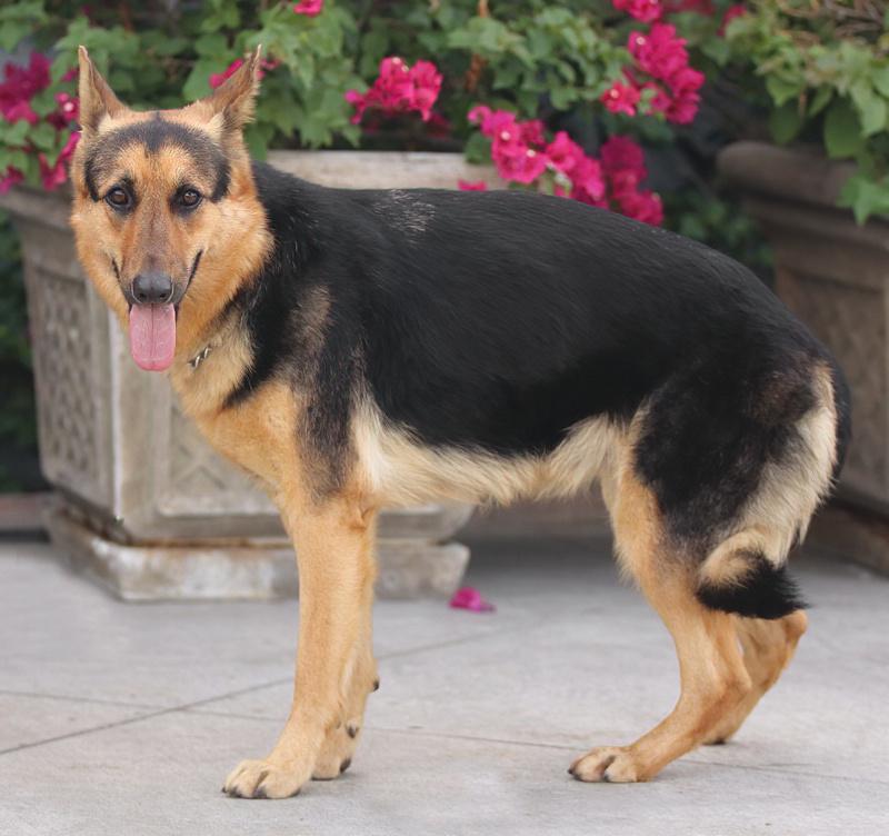 Enlarge Hazel von Hage, a Adoptable German Shepherd Dog in Los Angeles, CA image 6/6
