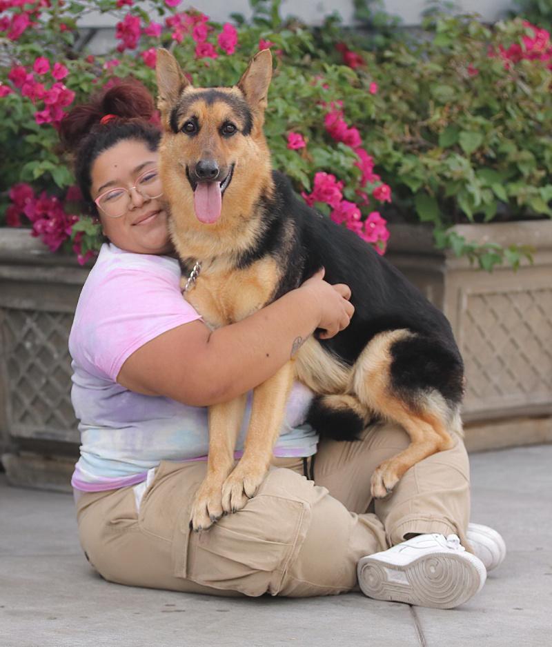 Enlarge Hazel von Hage, a Adoptable German Shepherd Dog in Los Angeles, CA image 2/6