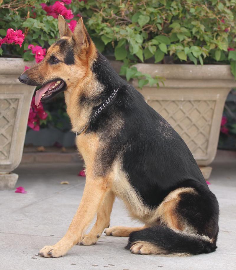 Enlarge Hazel von Hage, a Adoptable German Shepherd Dog in Los Angeles, CA image 4/6