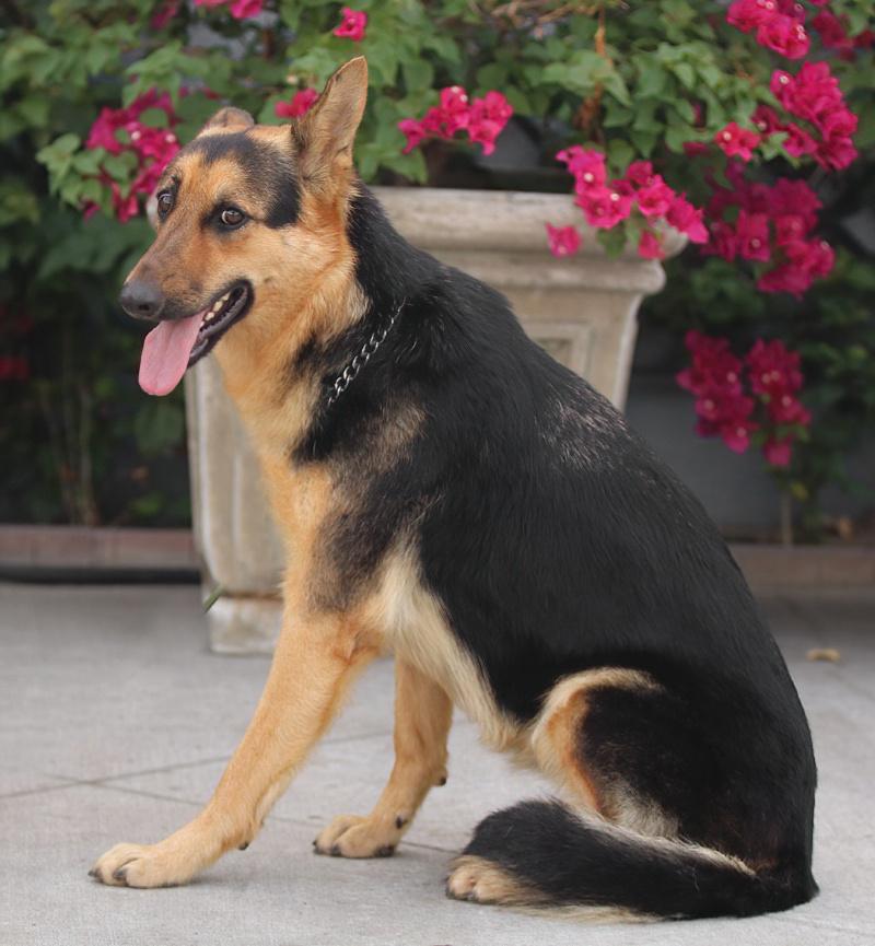Enlarge Hazel von Hage, a Adoptable German Shepherd Dog in Los Angeles, CA image 5/6