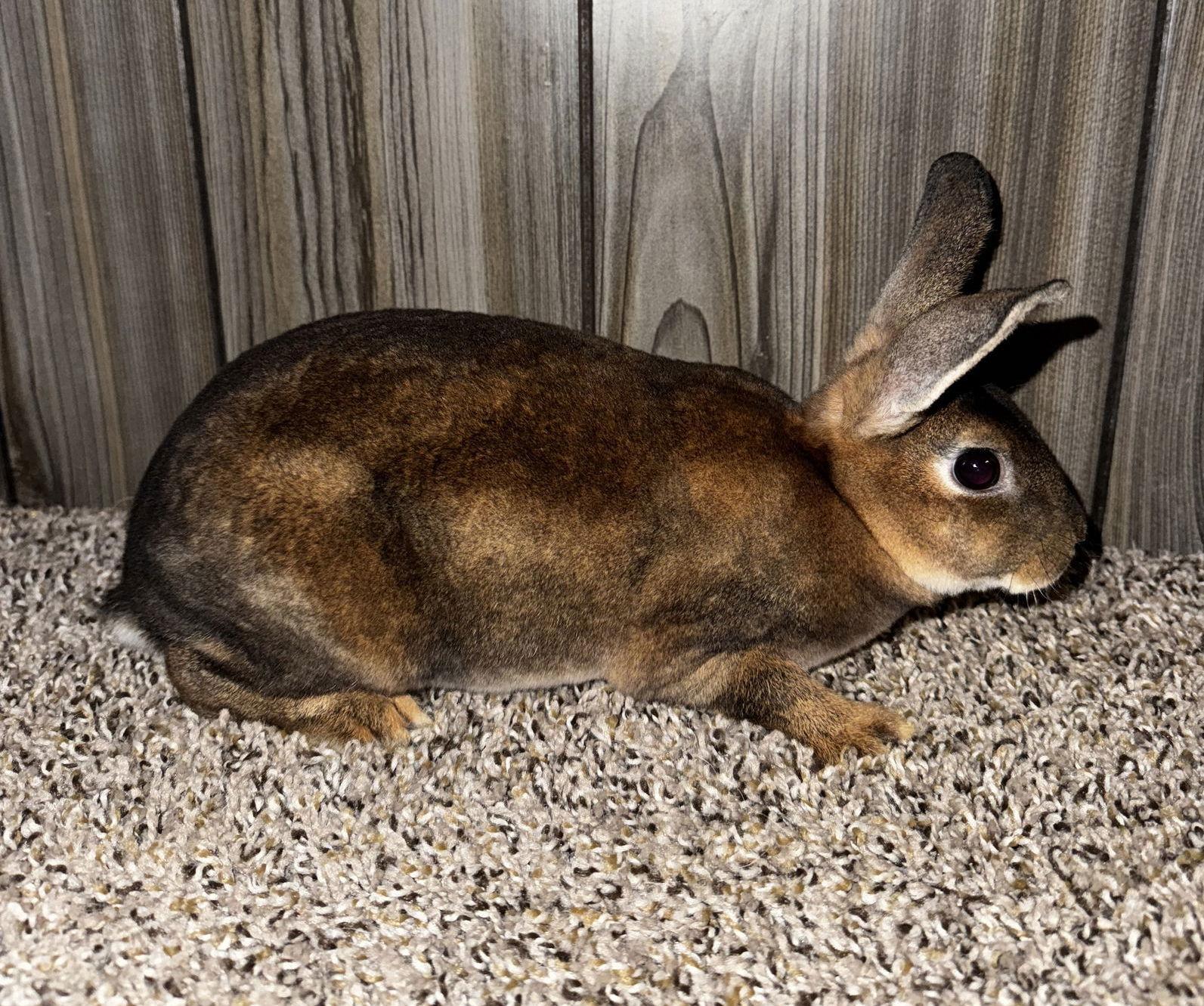 Bugs, Adoptable, Young Male Rex.