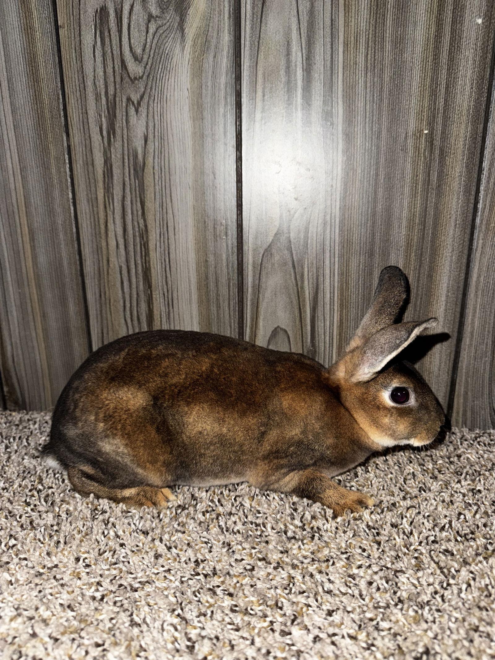 Bugs, a Adoptable Rex in Princeton, MN image 1/3