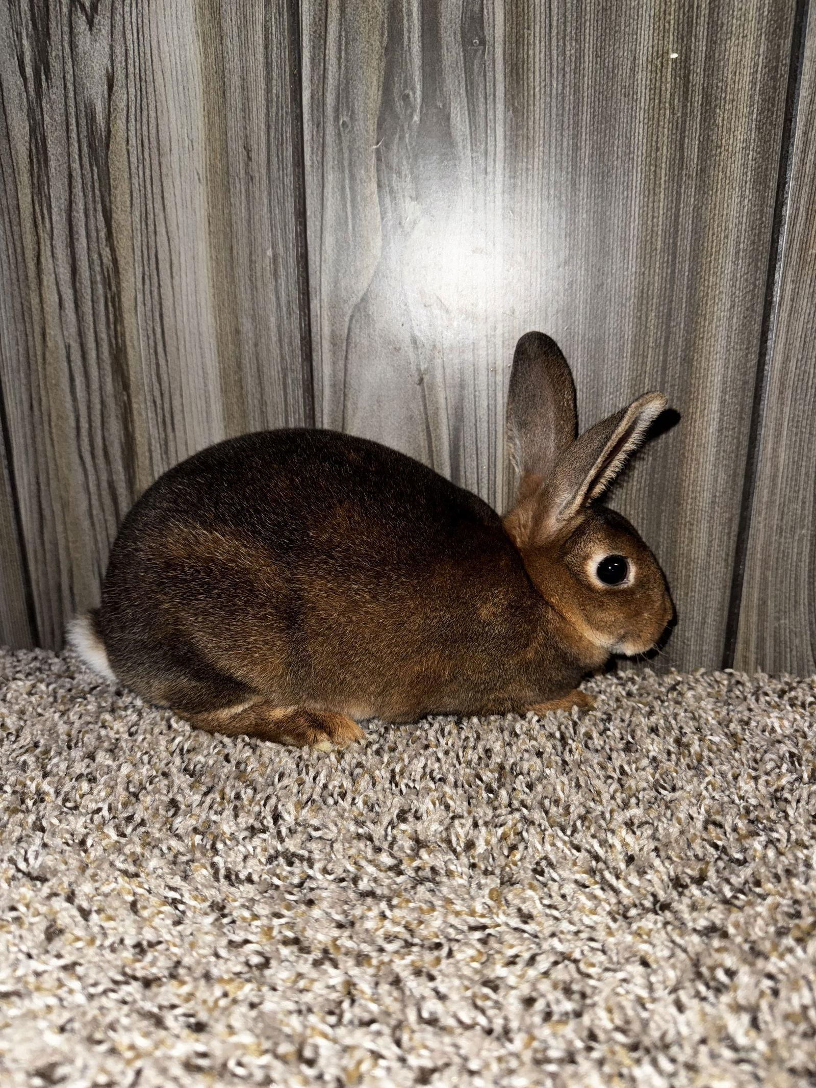 Bugs, a Adoptable Rex in Princeton, MN image 2/3