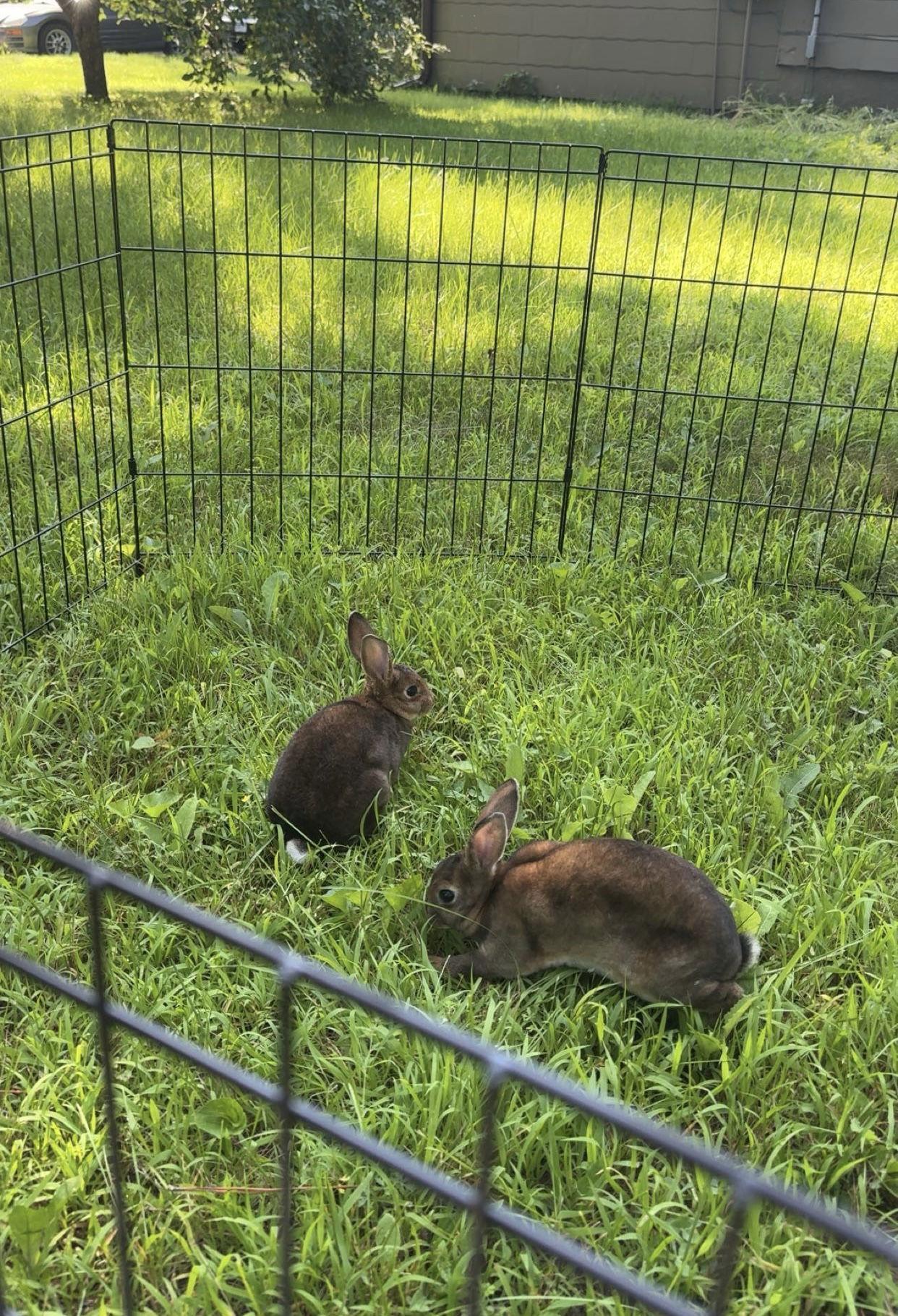 Bugs, a Adoptable Rex in Princeton, MN image 3/3