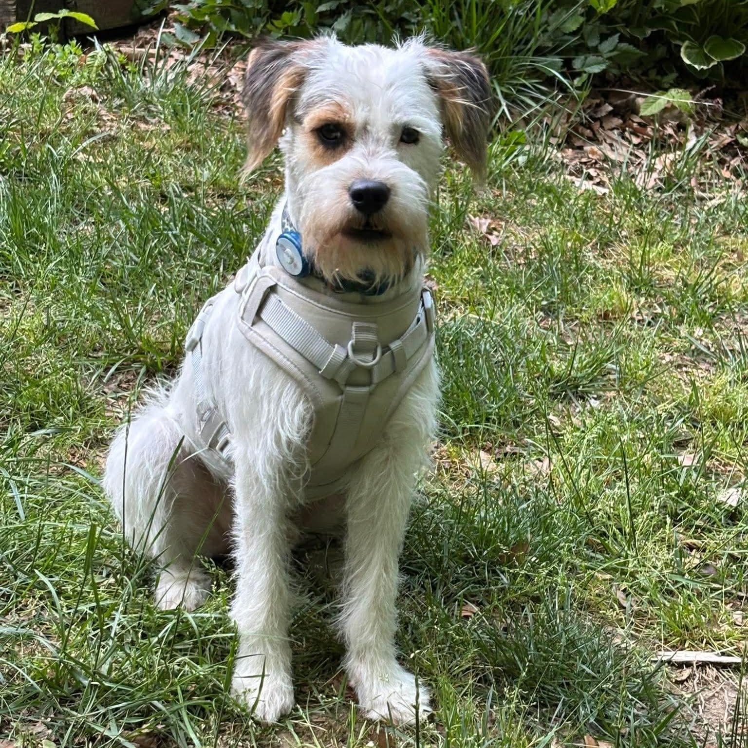 Jax, a ADOPTABLE mixed breed in Hughesville, MD image 6/6