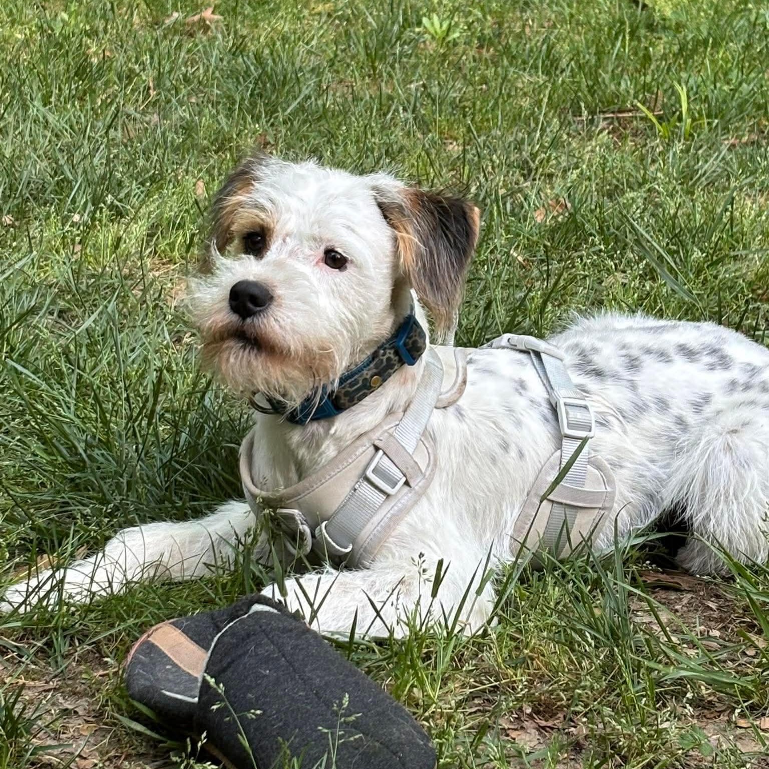 Jax, a ADOPTABLE mixed breed in Hughesville, MD image 5/6