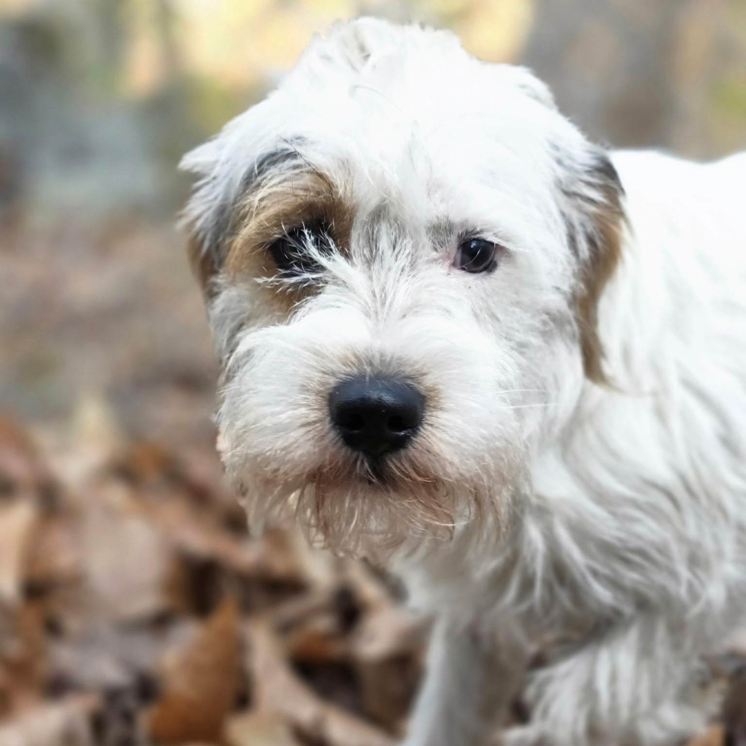 Enlarge Chris, a ADOPTABLE mixed breed in Hughesville, MD image 2/3