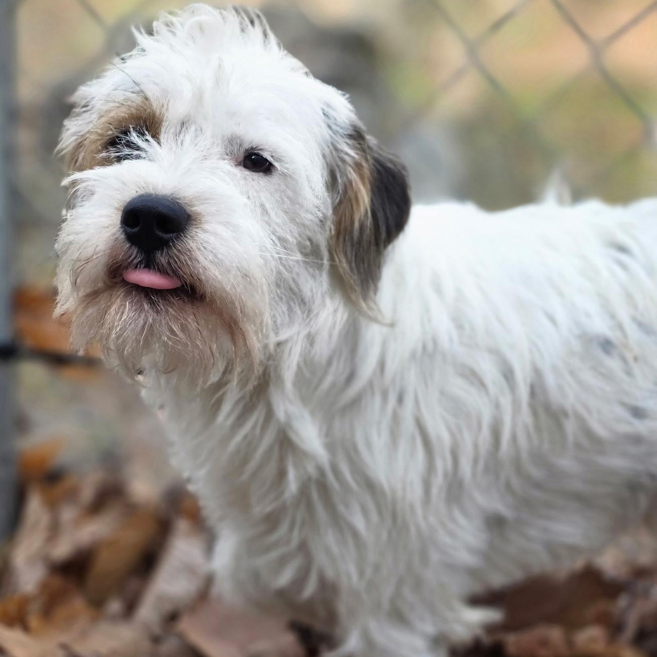 Enlarge Chris, a ADOPTABLE mixed breed in Hughesville, MD image 3/3