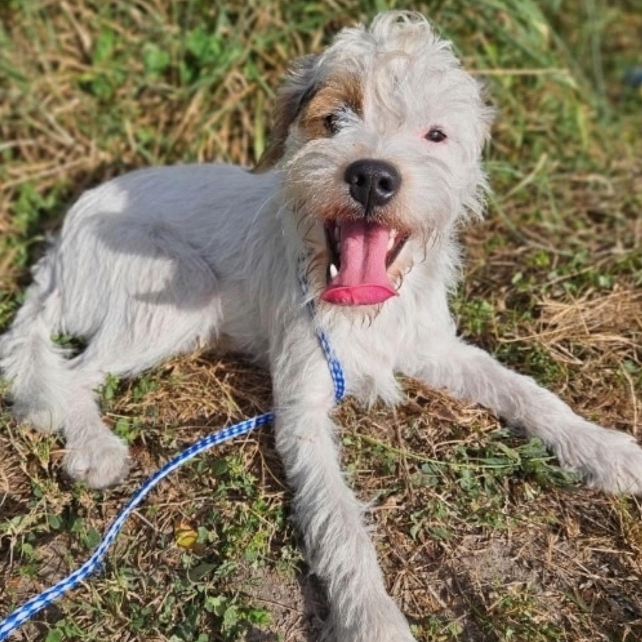 Jax, a ADOPTABLE mixed breed in Hughesville, MD image 2/6