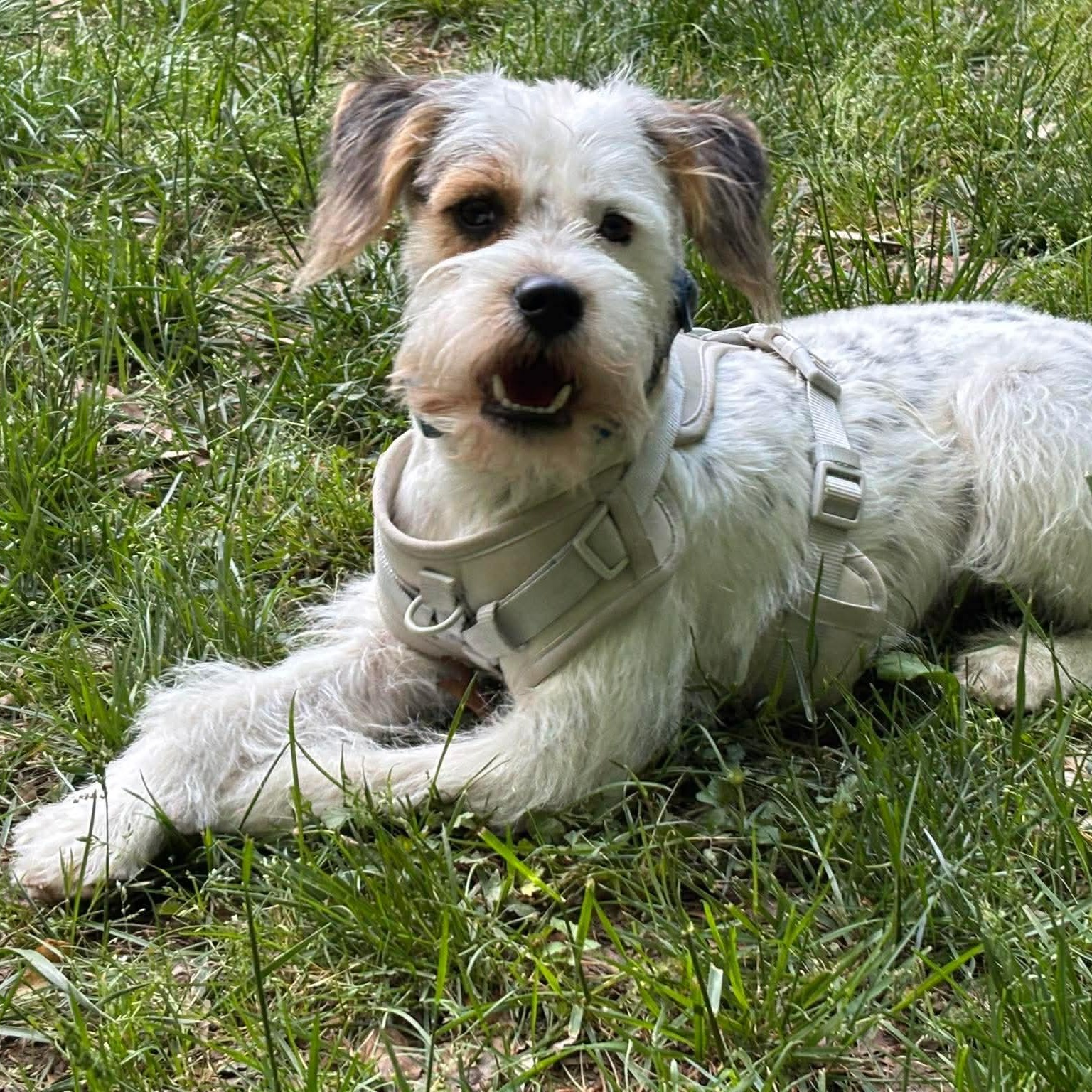 Jax, ADOPTABLE, Adult Male Terrier.