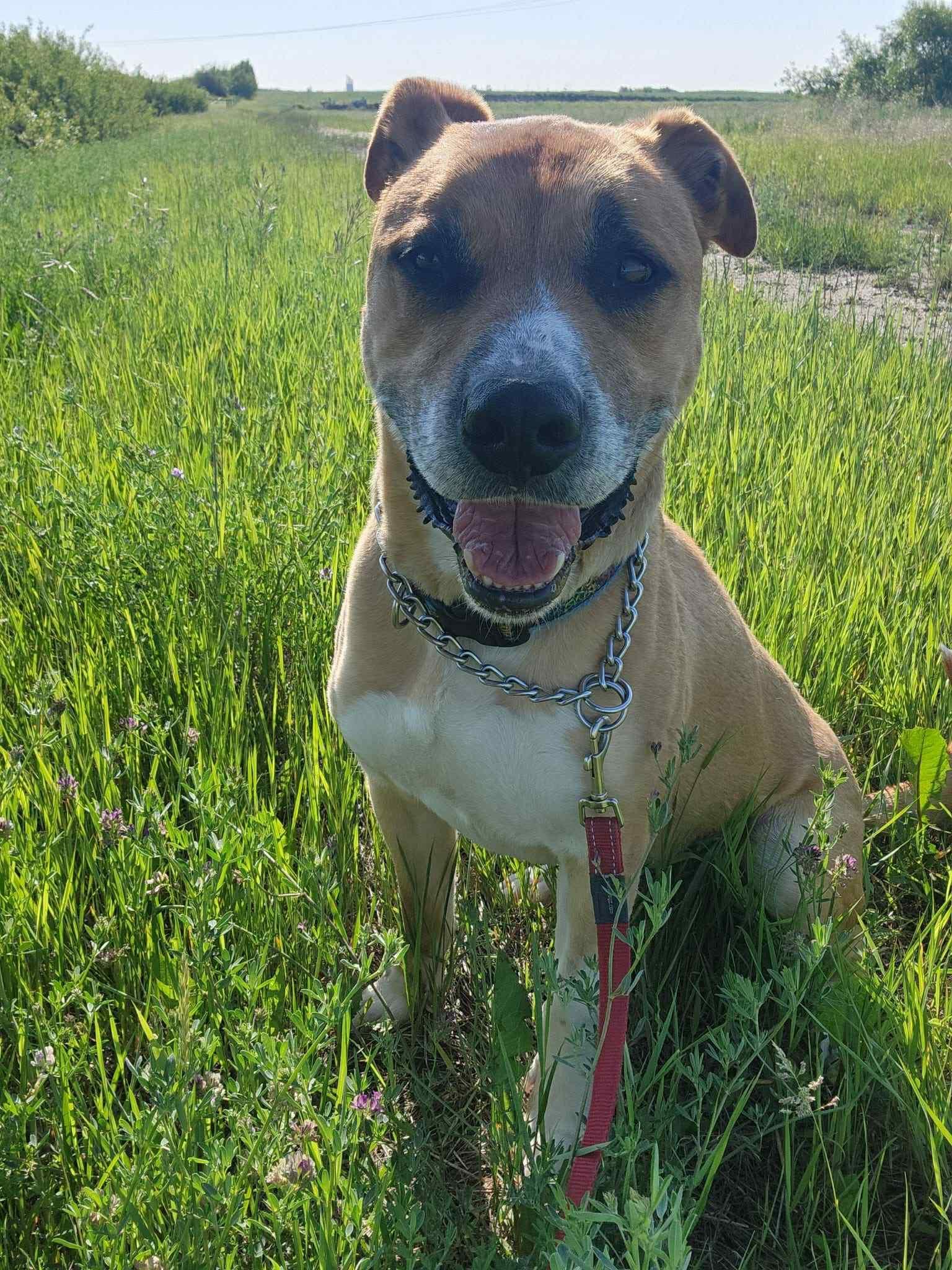 Pet