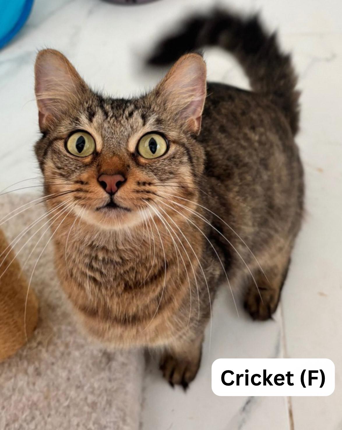 Enlarge Cricket, a ADOPTABLE mixed breed in Lake Monroe, FL image 1/1