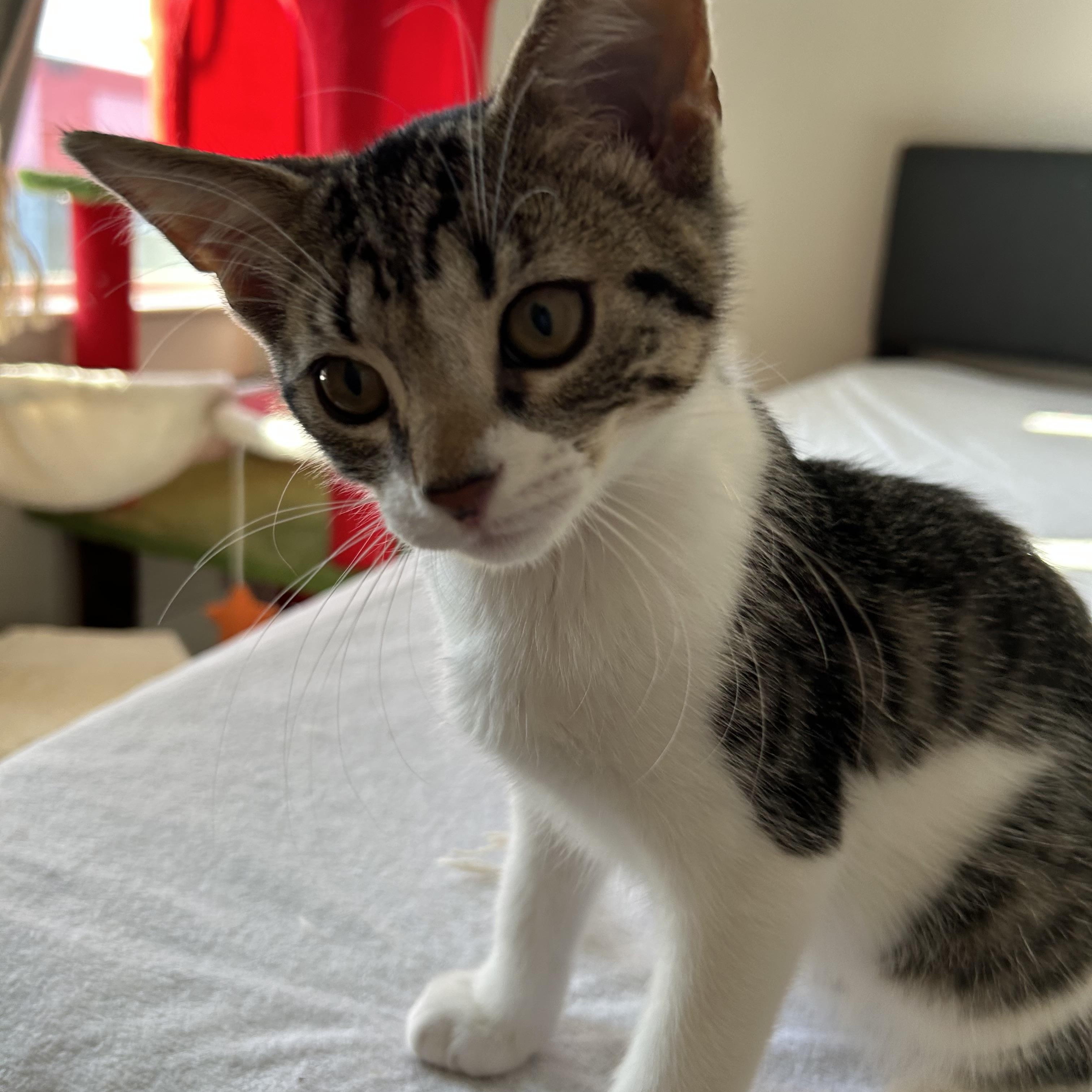 Enlarge Junior, a Adoptable Domestic Short Hair in Easley, SC image 2/3