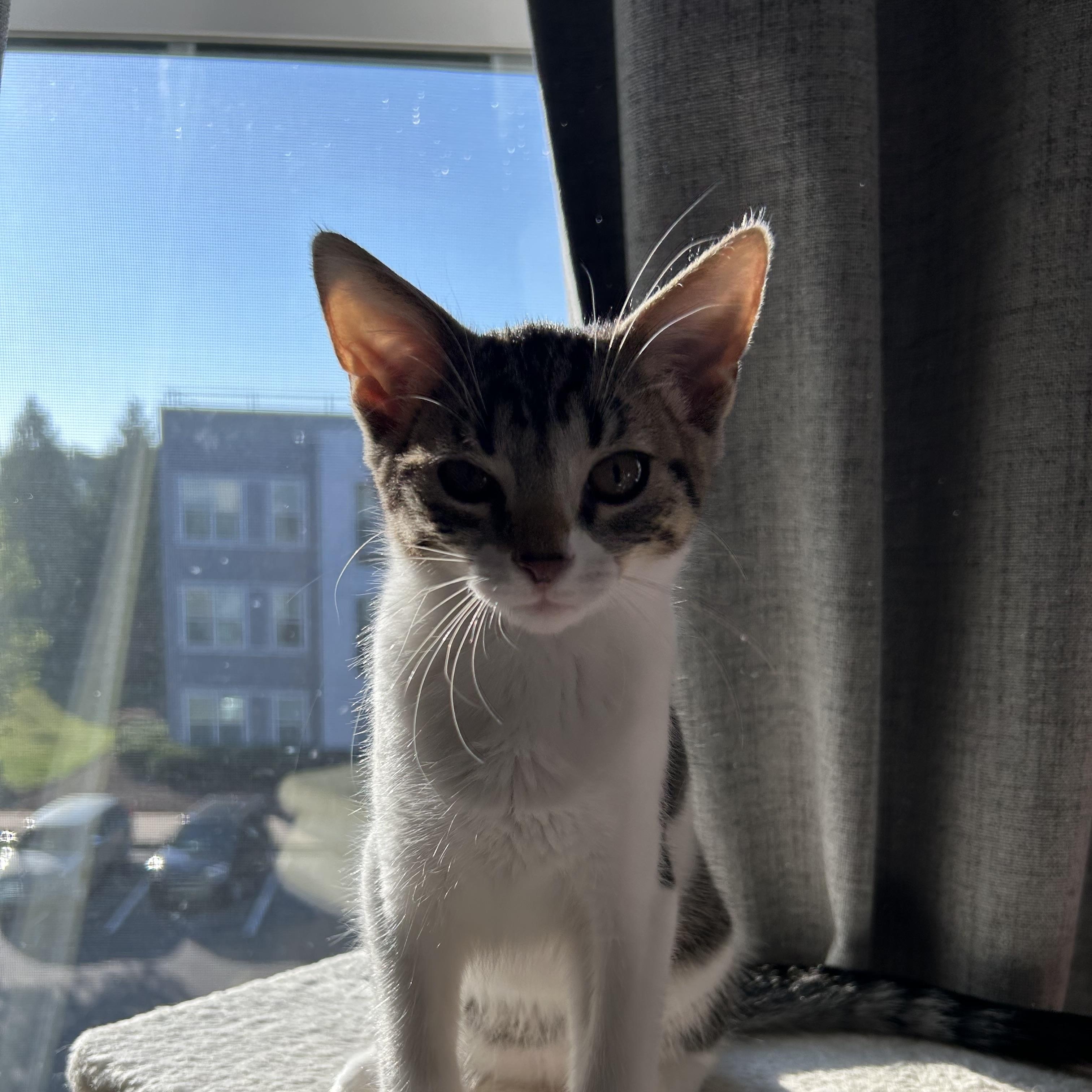 Junior, Adoptable, Kitten Male Domestic Short Hair.