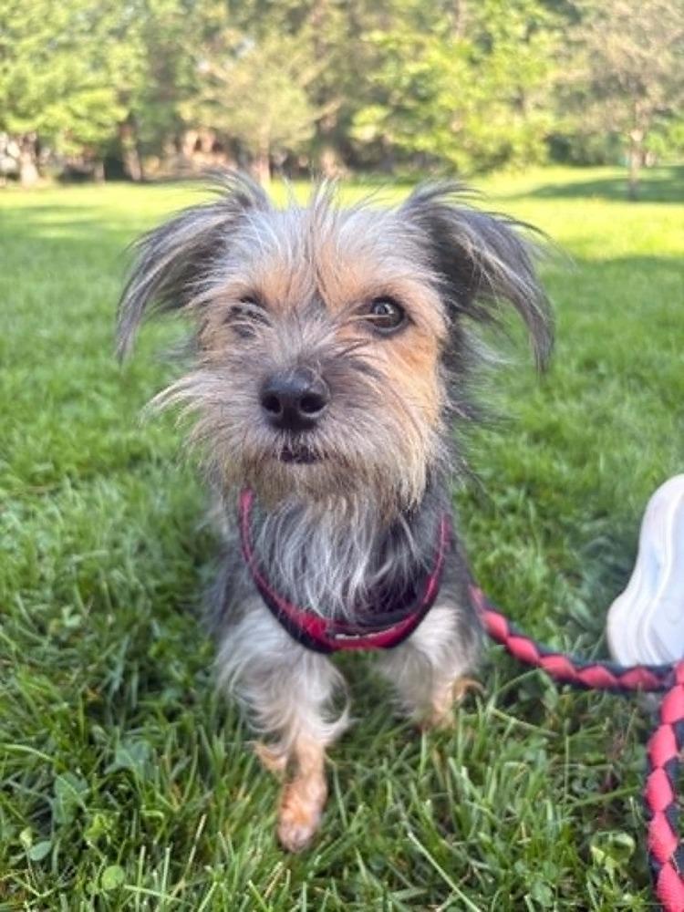 Mollie, Adoptable, Adult Female Yorkshire Terrier & Terrier.