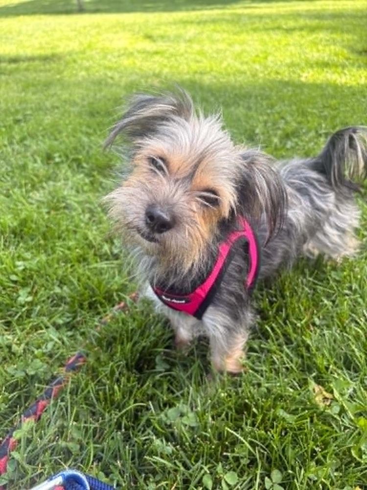 Enlarge Mollie, a Adoptable mixed breed in Boulder, CO image 2/6