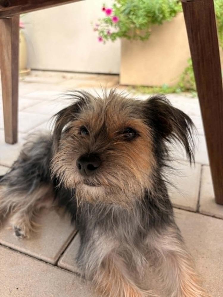 Enlarge Mollie, a Adoptable mixed breed in Boulder, CO image 3/6
