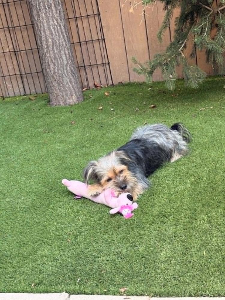 Enlarge Mollie, a Adoptable mixed breed in Boulder, CO image 4/6