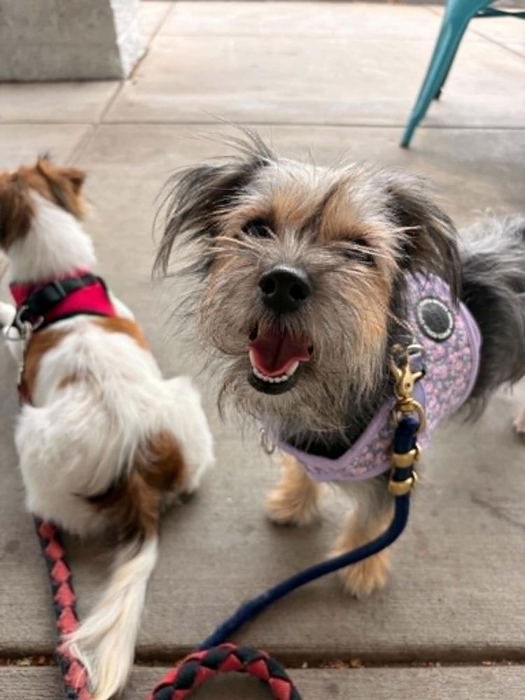 Enlarge Mollie, a Adoptable mixed breed in Boulder, CO image 5/6
