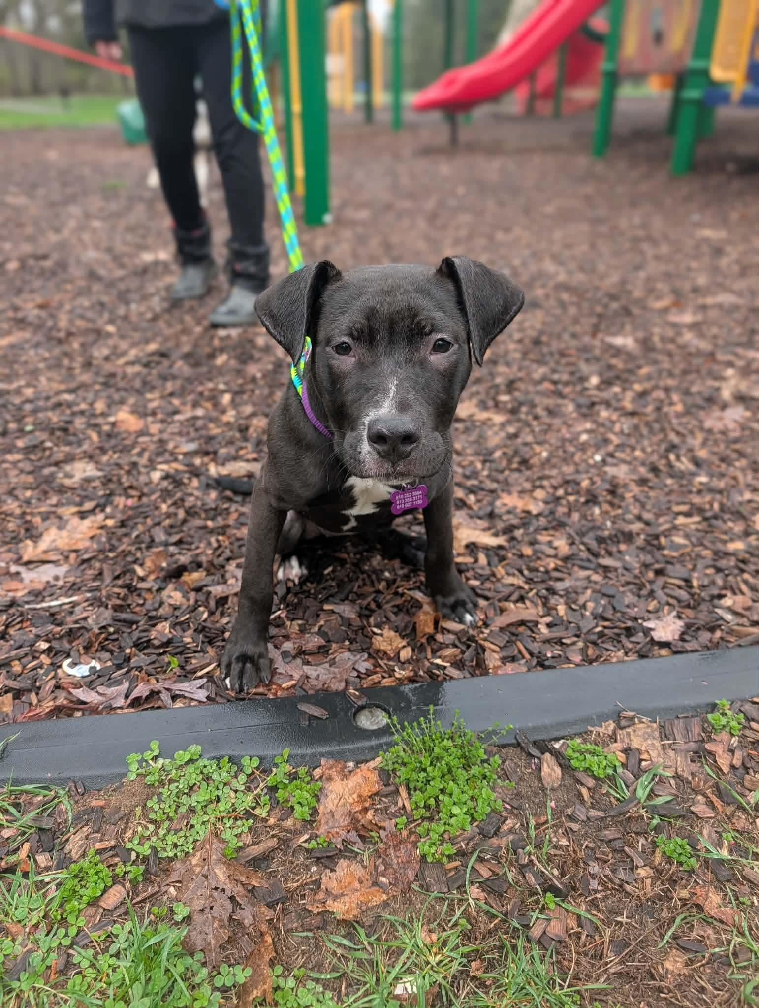 Enlarge Starling, a ADOPTABLE mixed breed in Mount Morris, MI image 2/4