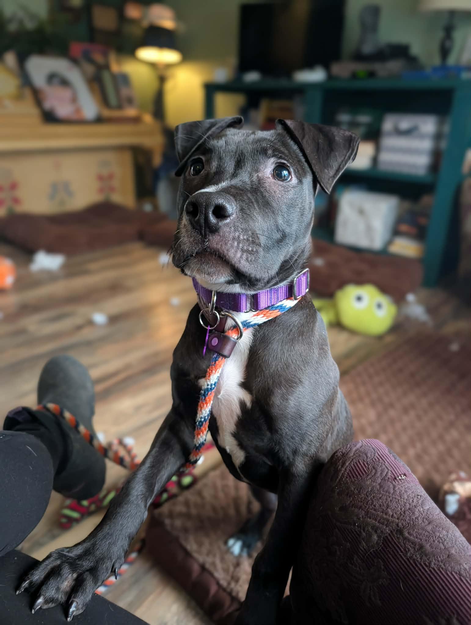 Starling, ADOPTABLE, Puppy Female Pit Bull Terrier & Black Labrador Retriever.
