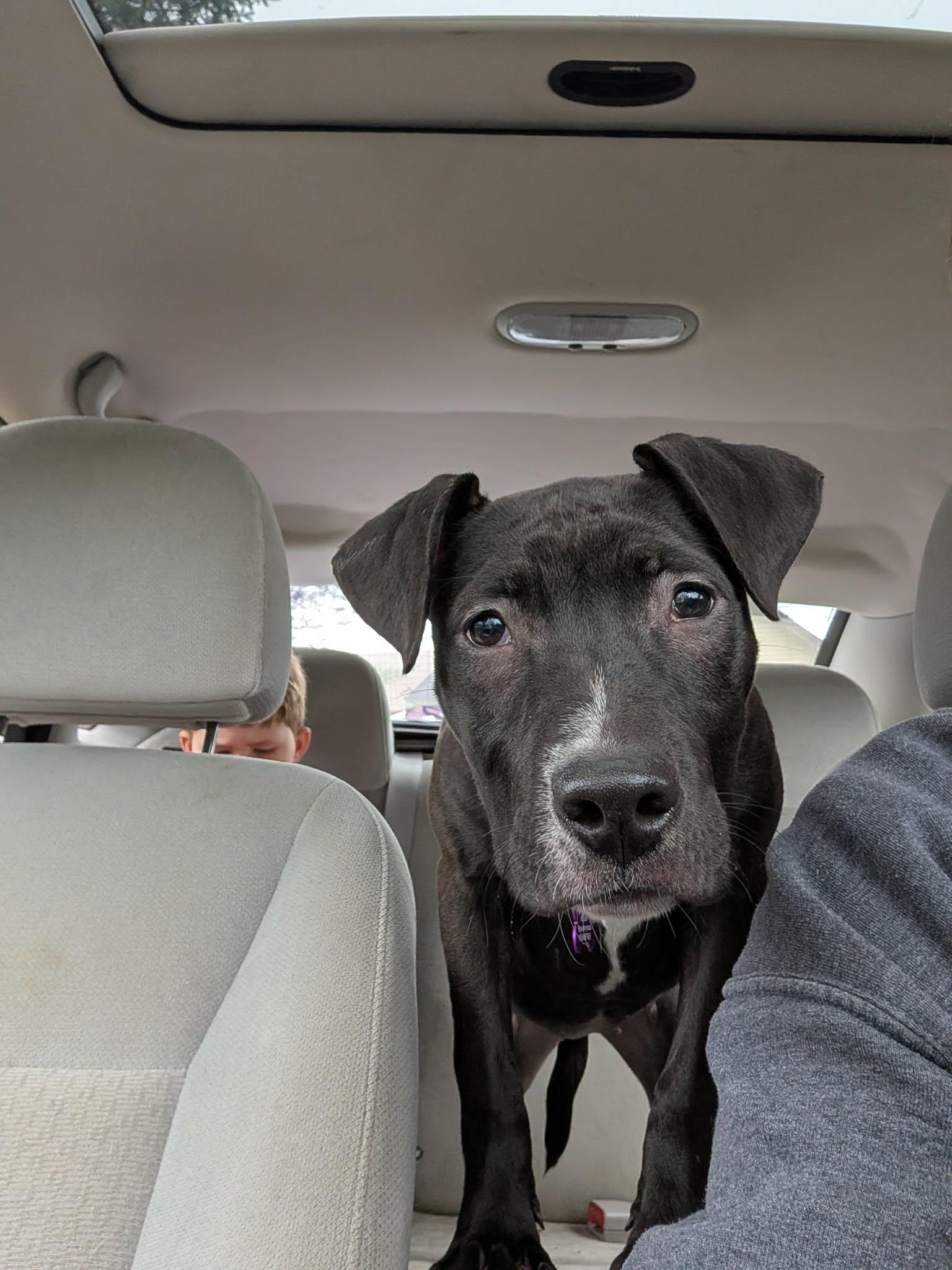 Enlarge Starling, a ADOPTABLE mixed breed in Mount Morris, MI image 4/4