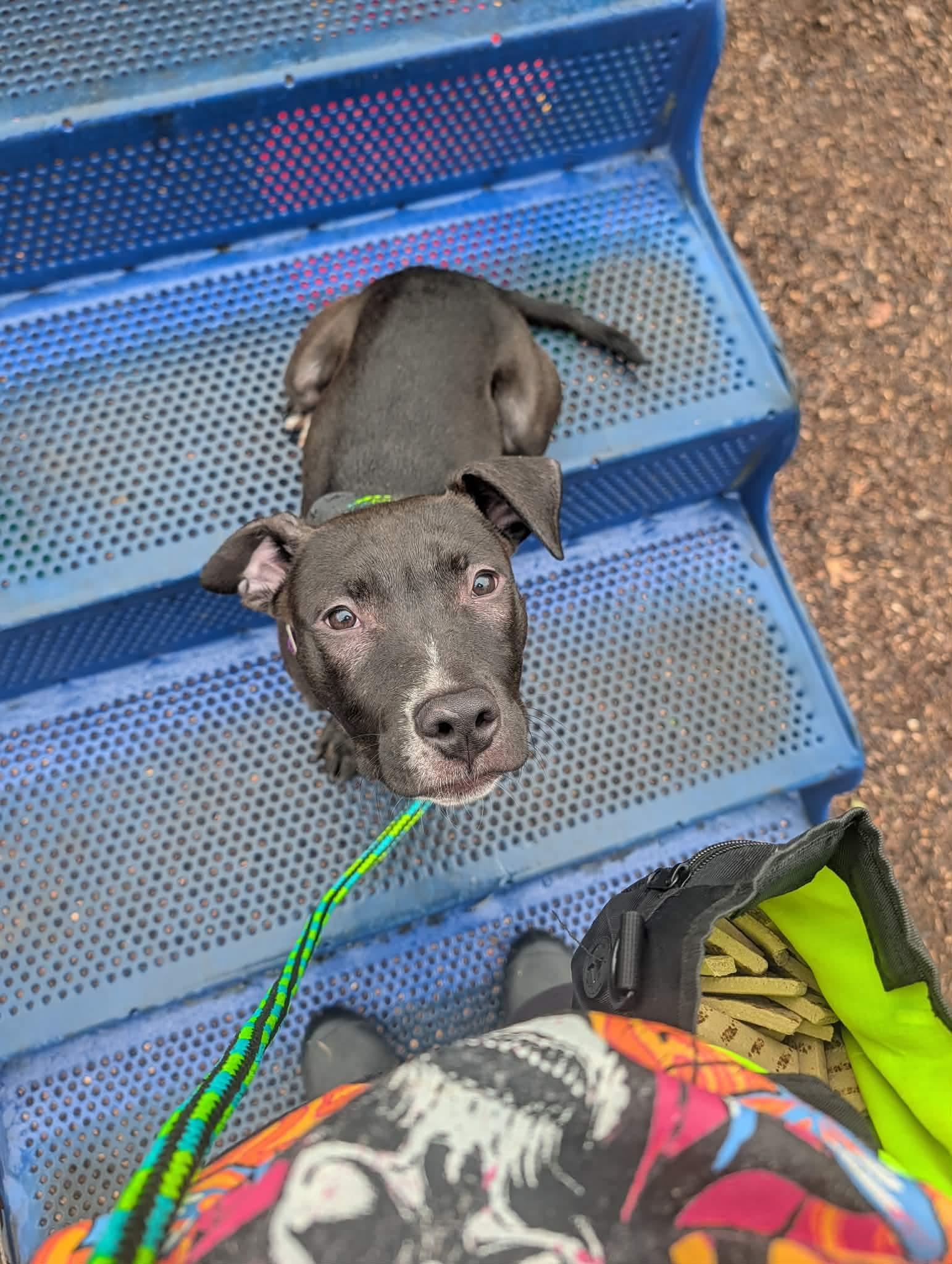 Enlarge Starling, a ADOPTABLE mixed breed in Mount Morris, MI image 3/4