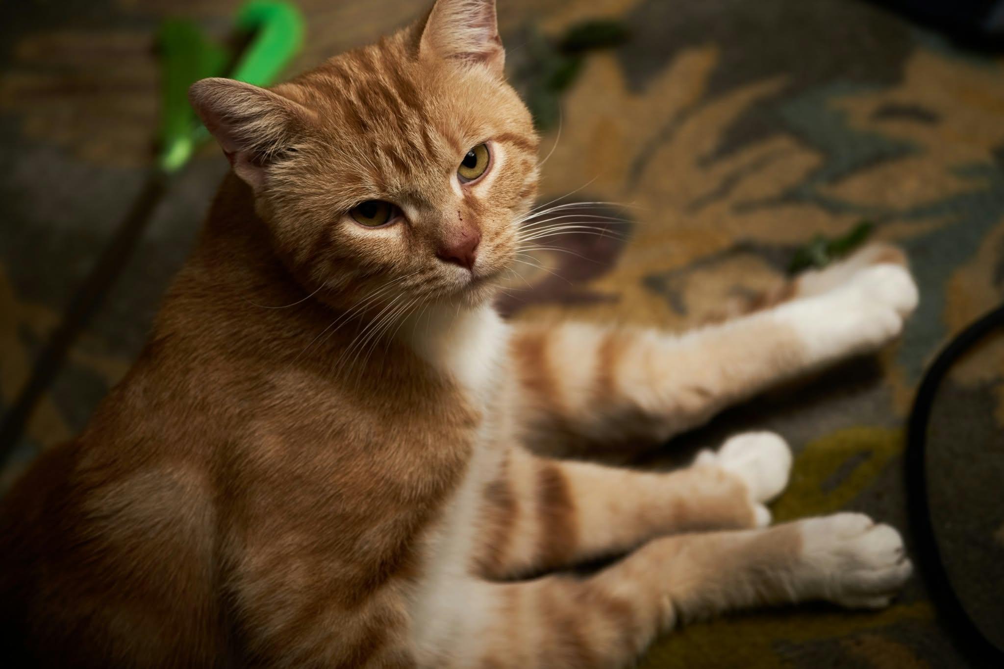 Enlarge Thumbs, a Adoptable Domestic Short Hair in Milwaukee, WI image 5/6