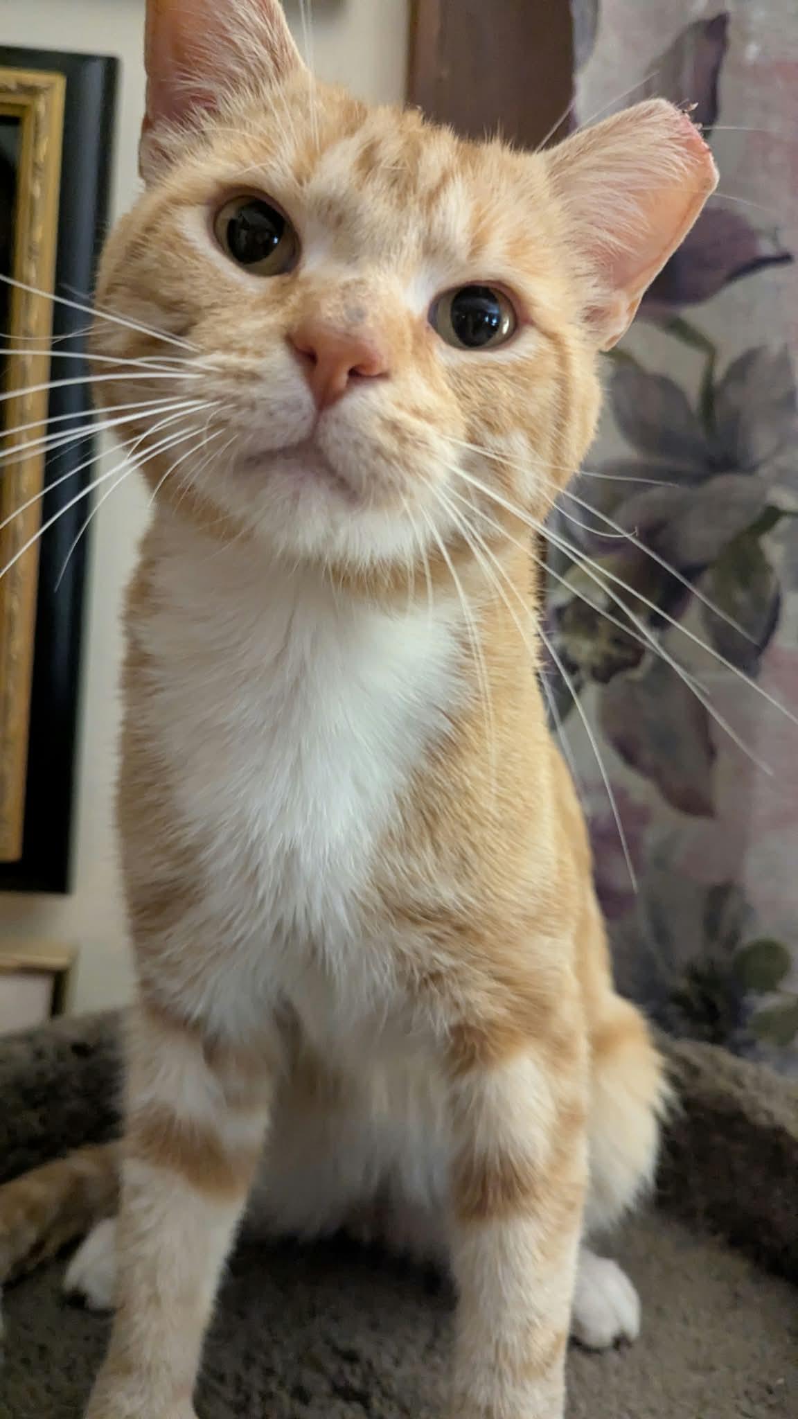 Enlarge Thumbs, a Adoptable Domestic Short Hair in Milwaukee, WI image 3/6