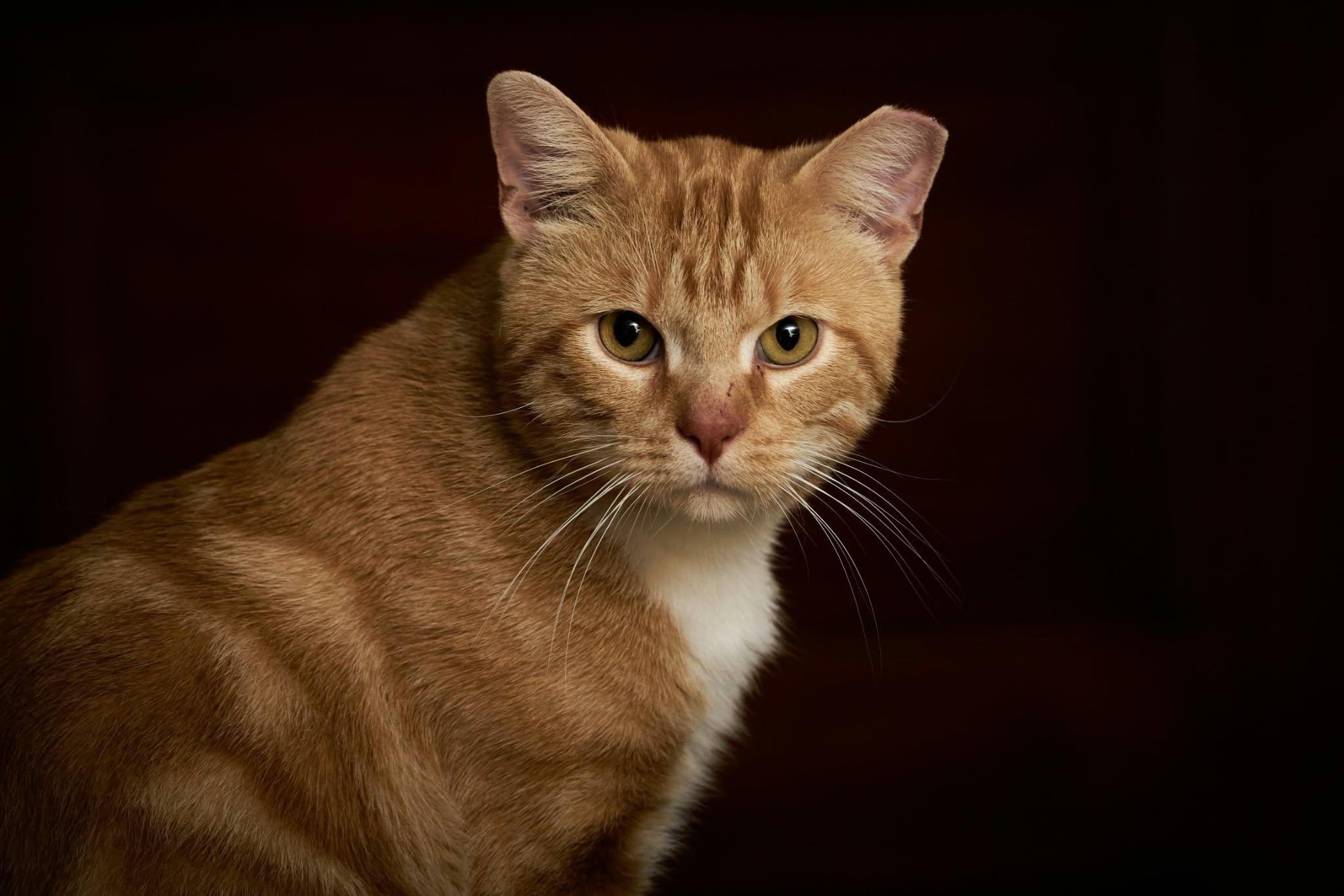 Enlarge Thumbs, a Adoptable Domestic Short Hair in Milwaukee, WI image 2/6