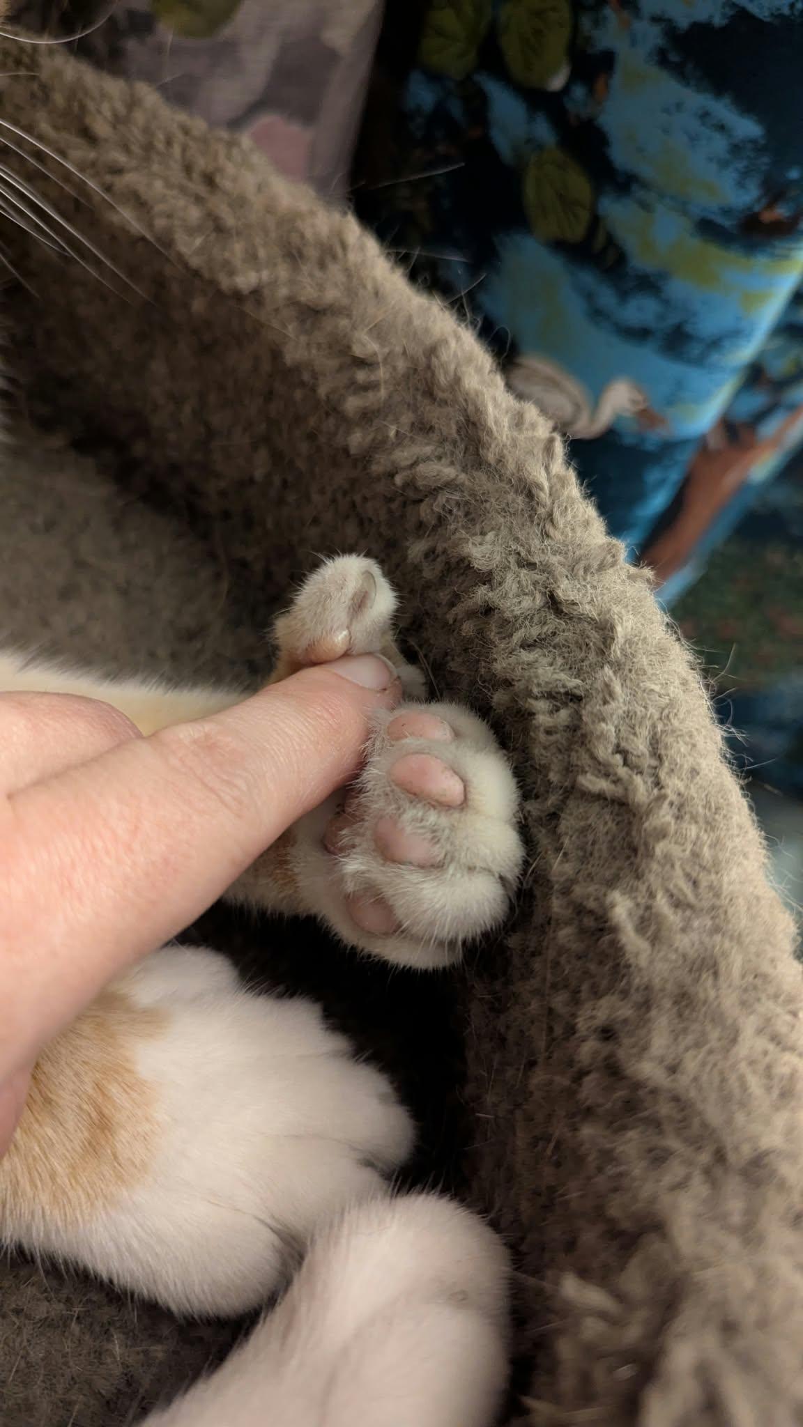 Enlarge Thumbs, a Adoptable Domestic Short Hair in Milwaukee, WI image 4/6