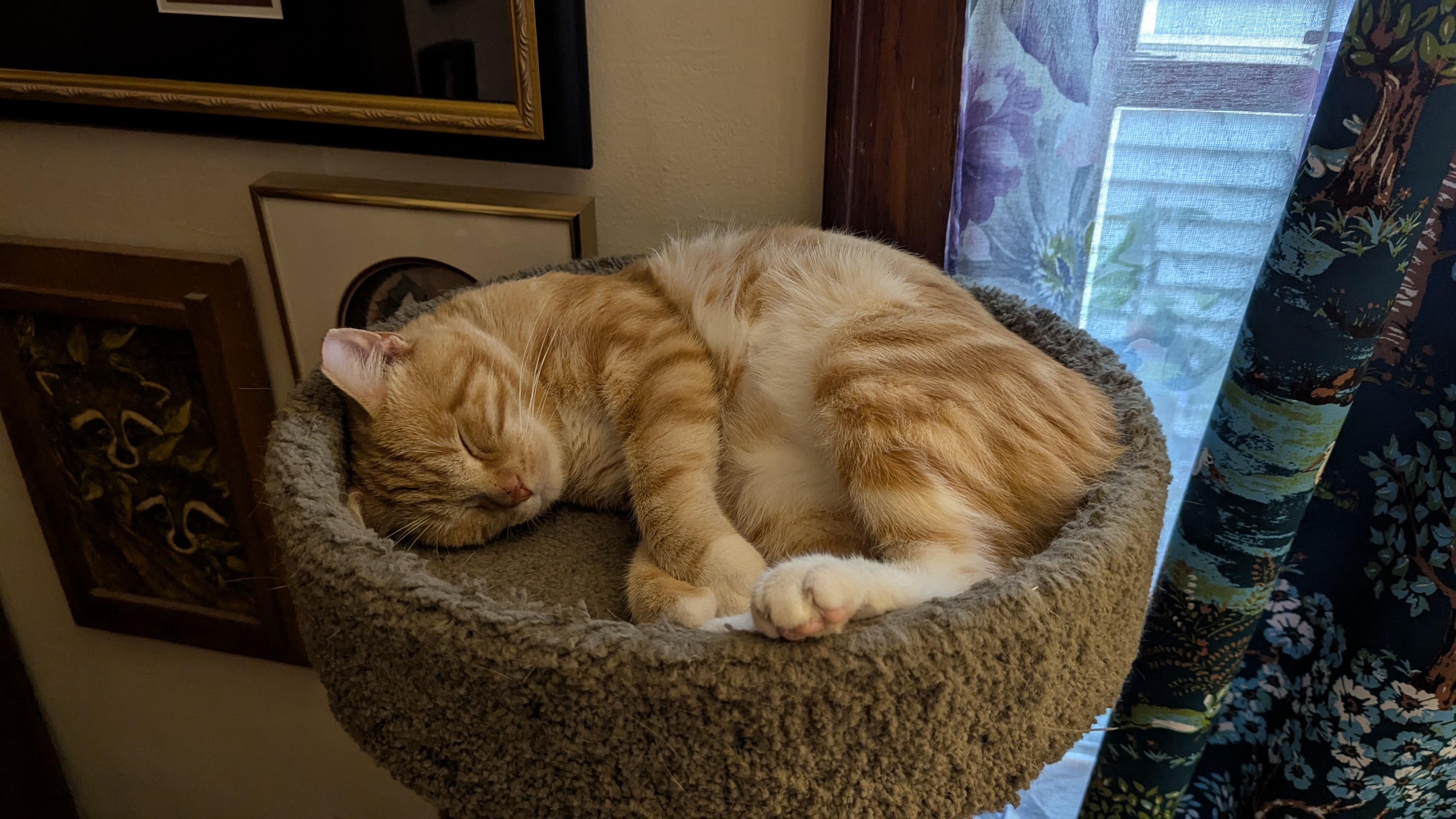 Enlarge Thumbs, a Adoptable Domestic Short Hair in Milwaukee, WI image 6/6