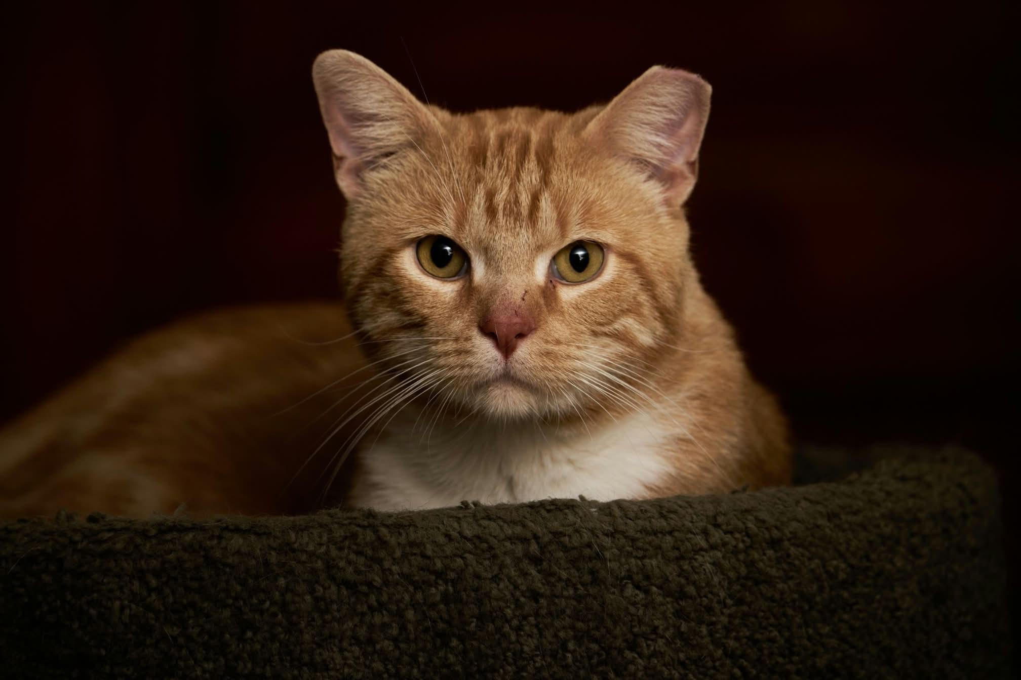 Enlarge Thumbs, a Adoptable Domestic Short Hair in Milwaukee, WI image 1/6