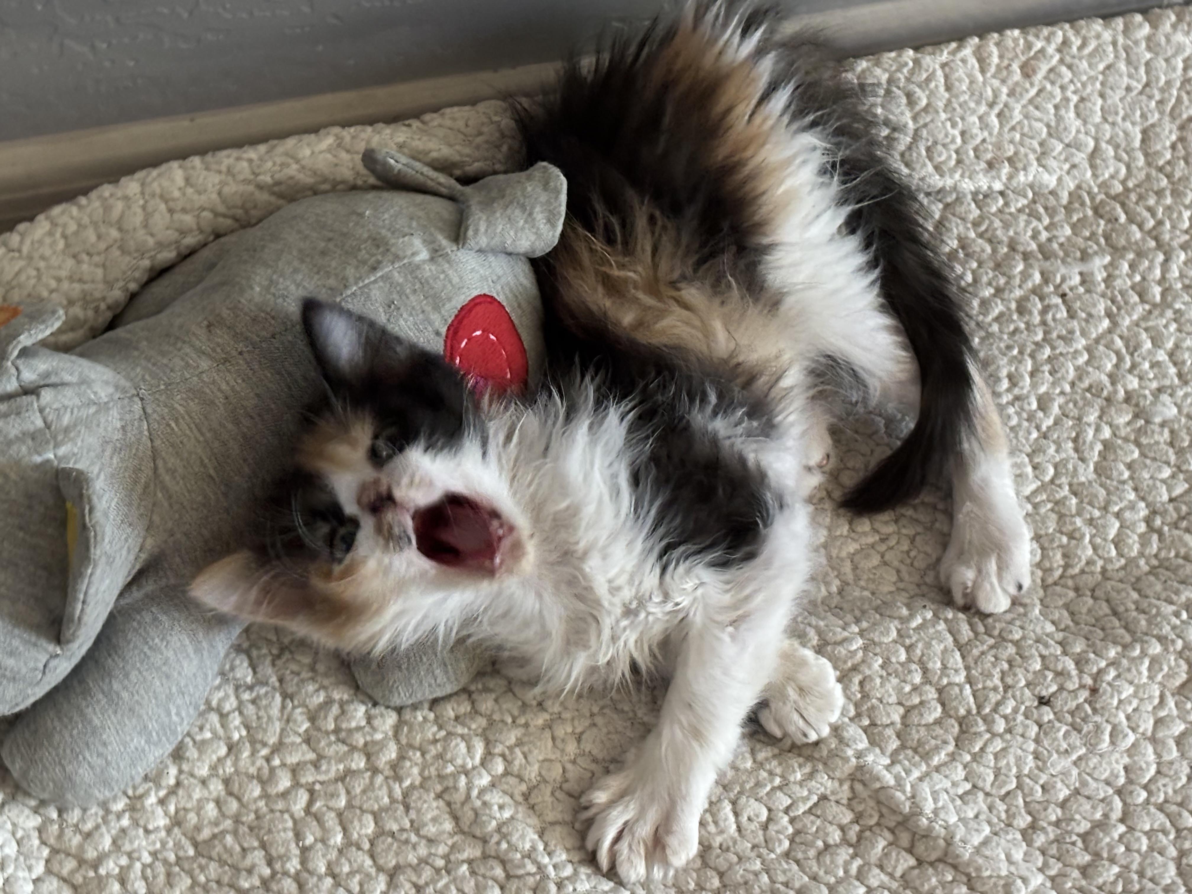 Enlarge Sugar, a ADOPTABLE Domestic Short Hair in queen creek, AZ image 3/3