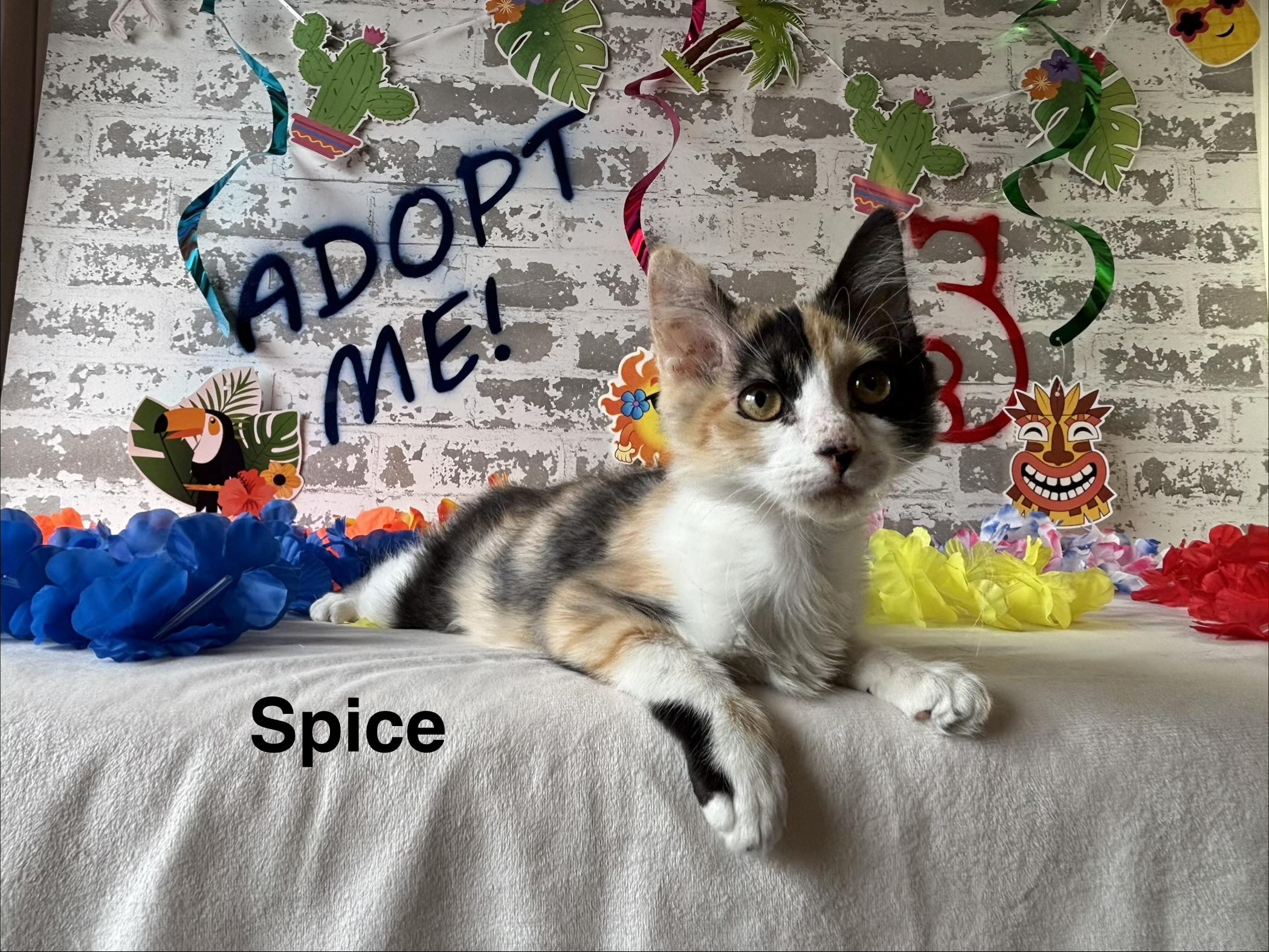 Spice, a ADOPTABLE Domestic Short Hair in queen creek, AZ image 1/5