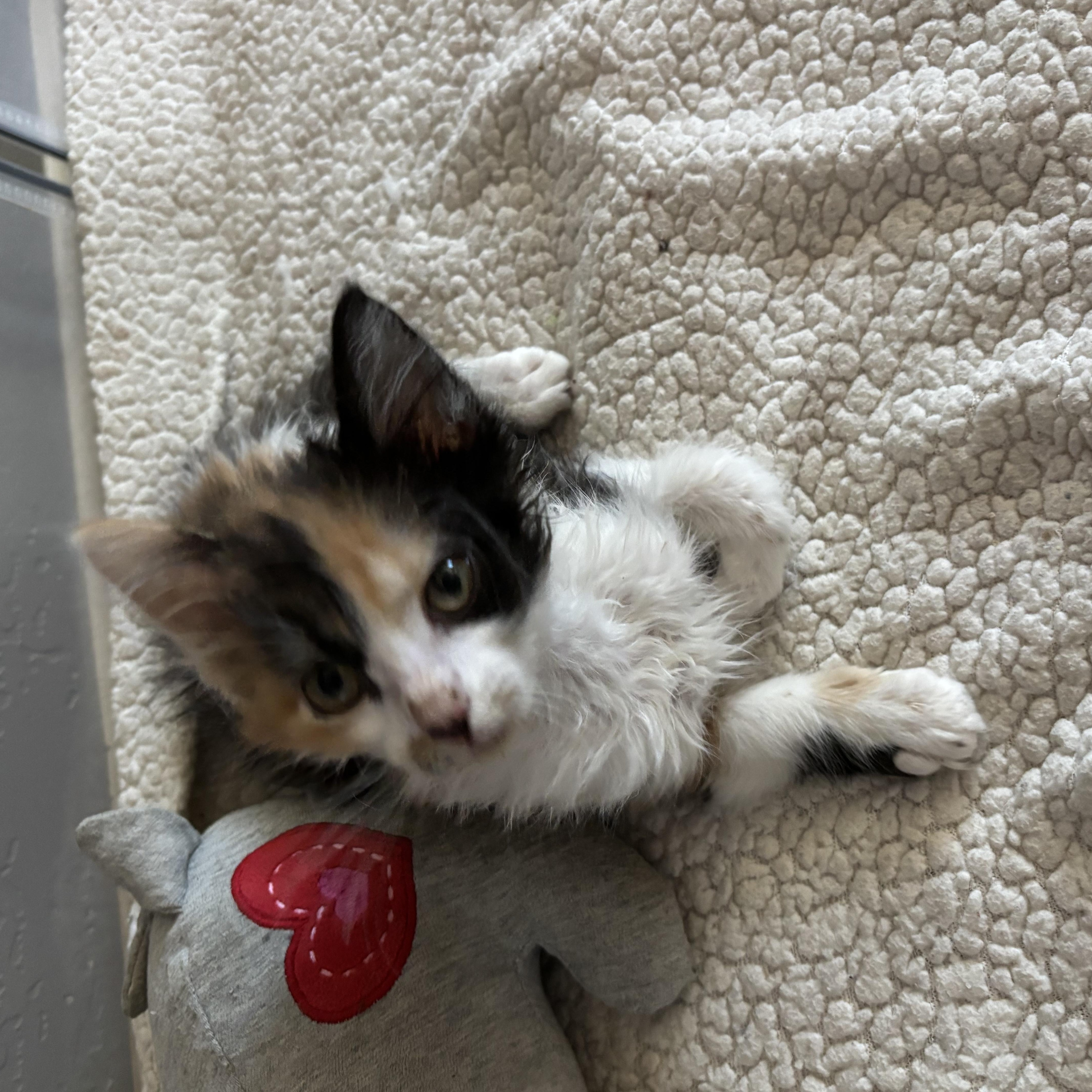 Enlarge Sugar, a ADOPTABLE Domestic Short Hair in queen creek, AZ image 2/3