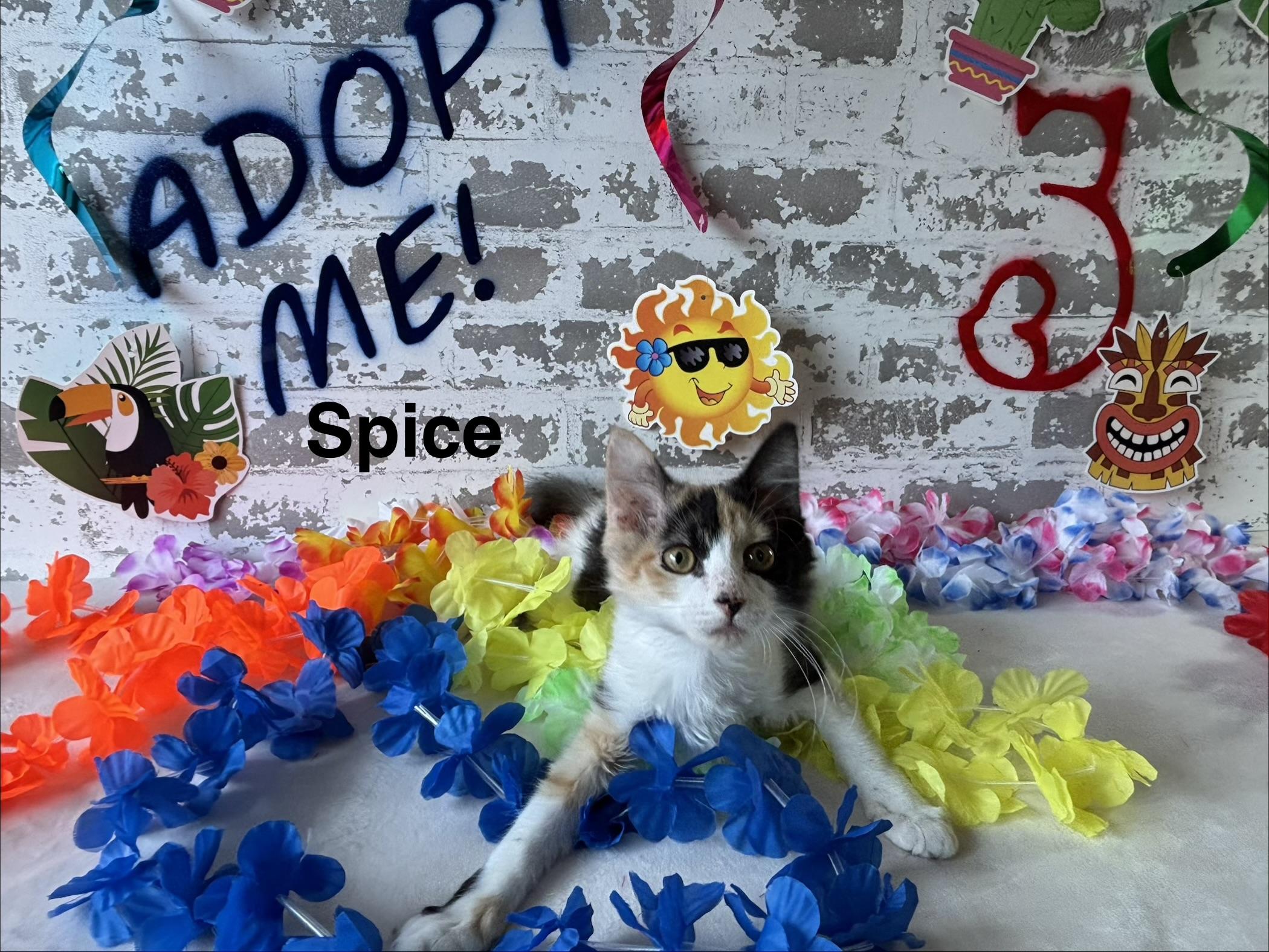 Spice, a ADOPTABLE Domestic Short Hair in queen creek, AZ image 5/5