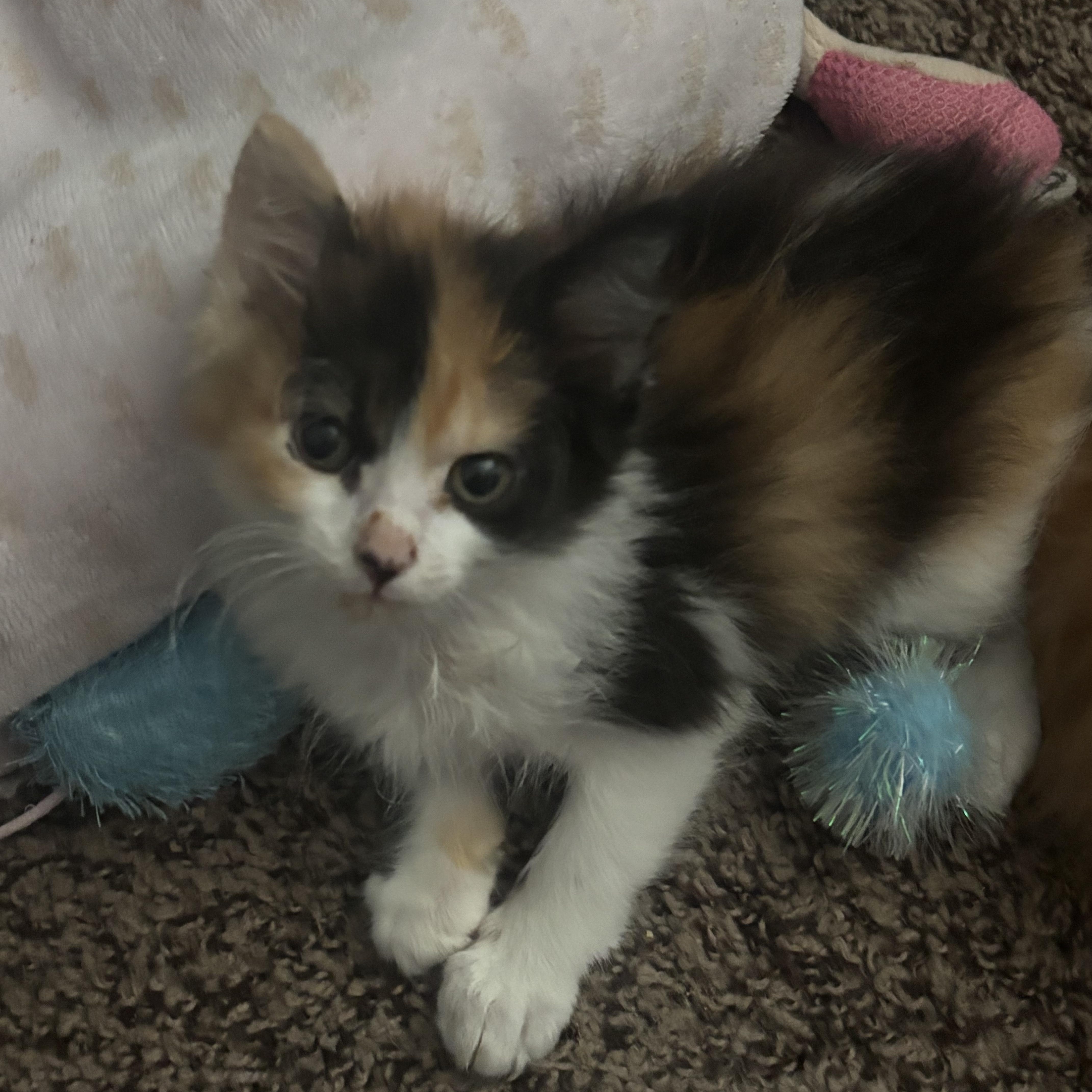 Sugar, ADOPTABLE, Kitten Female Domestic Short Hair.