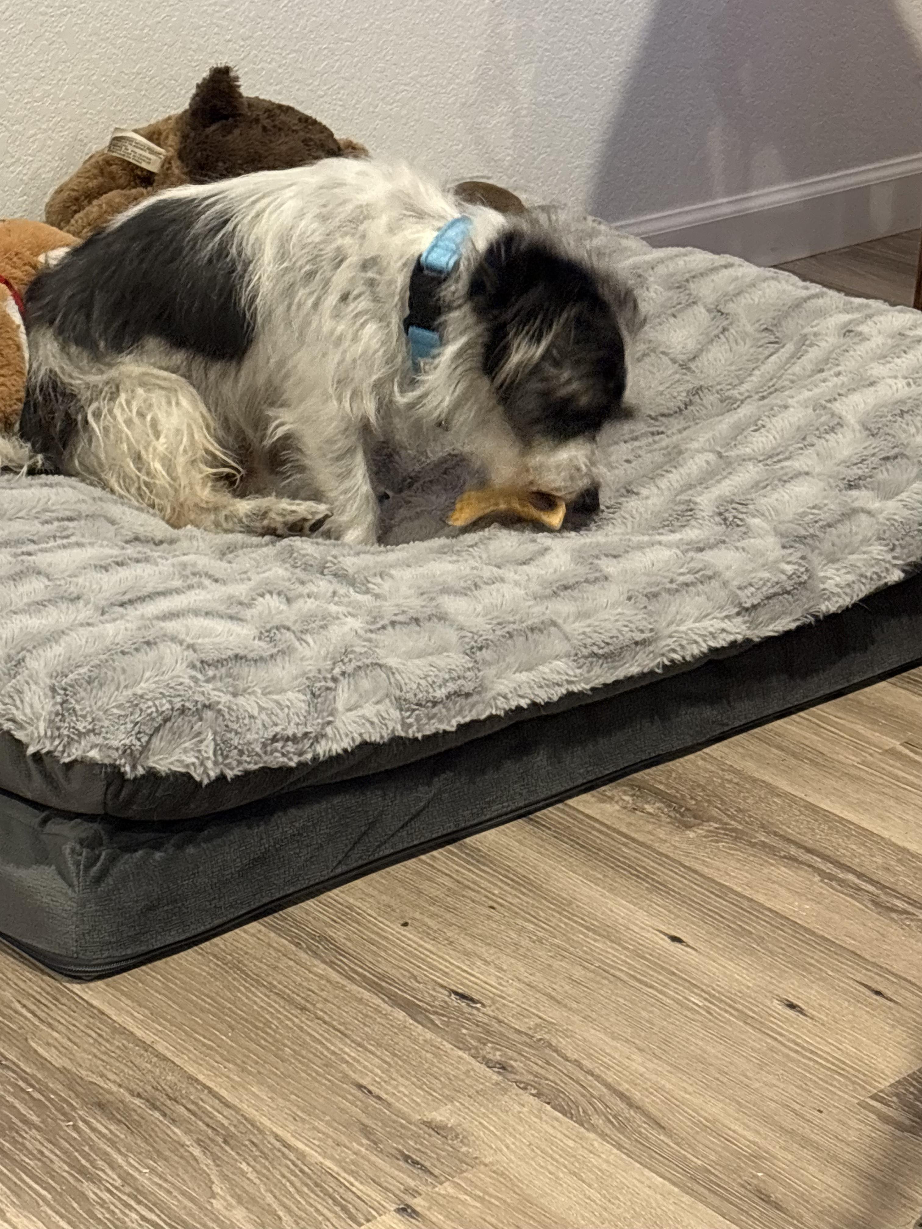 Enlarge Sullivan, a ADOPTABLE mixed breed in Fort Collins, CO image 3/6