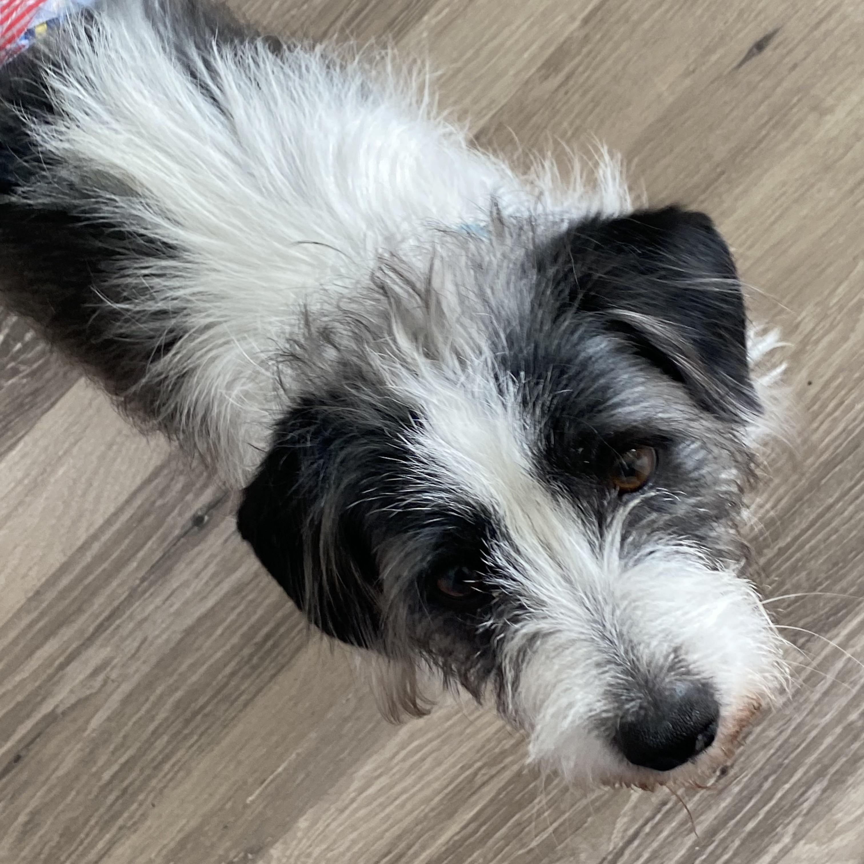 Enlarge Sullivan, a ADOPTABLE mixed breed in Fort Collins, CO image 1/6