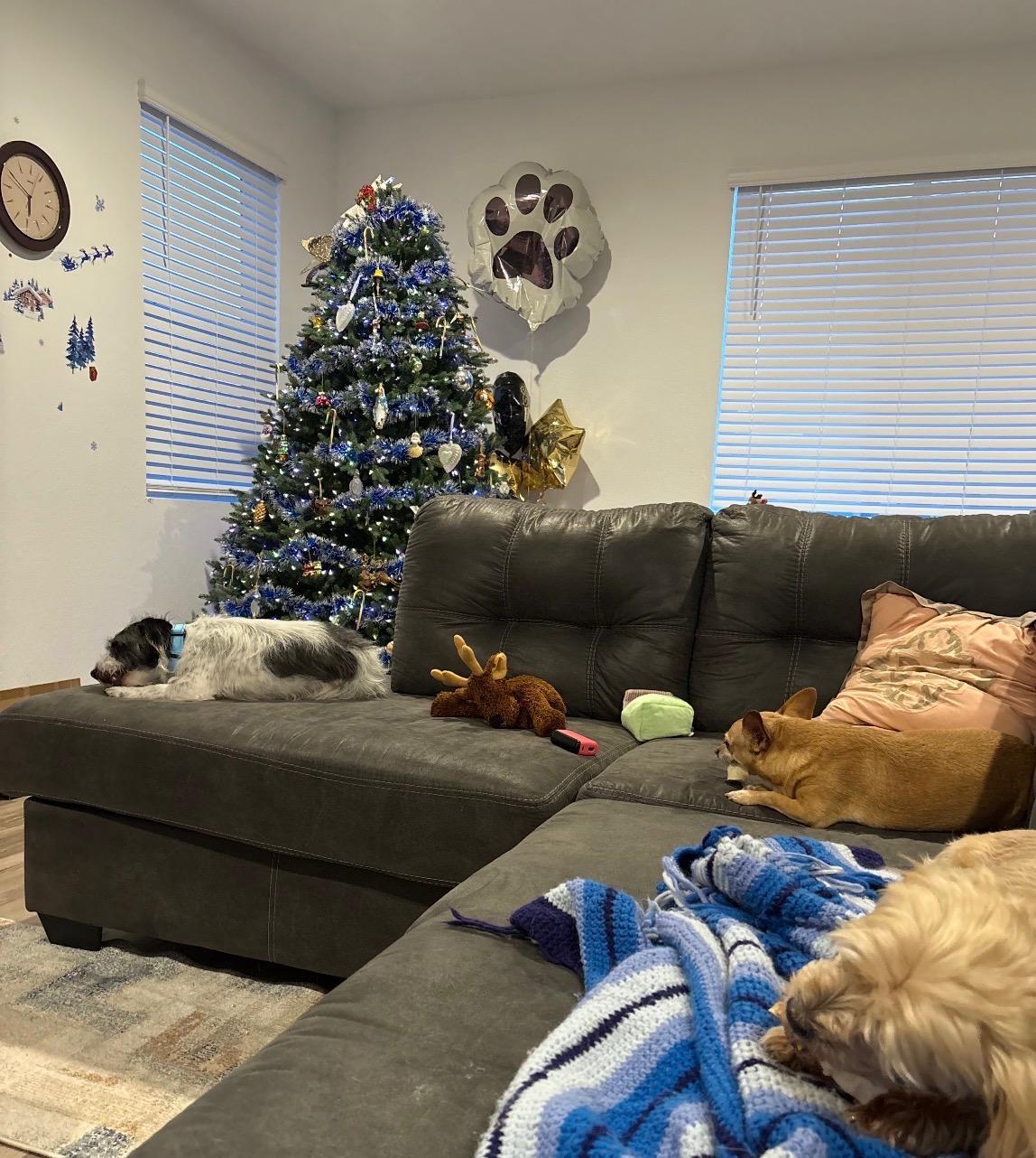 Enlarge Sullivan, a ADOPTABLE mixed breed in Fort Collins, CO image 5/6