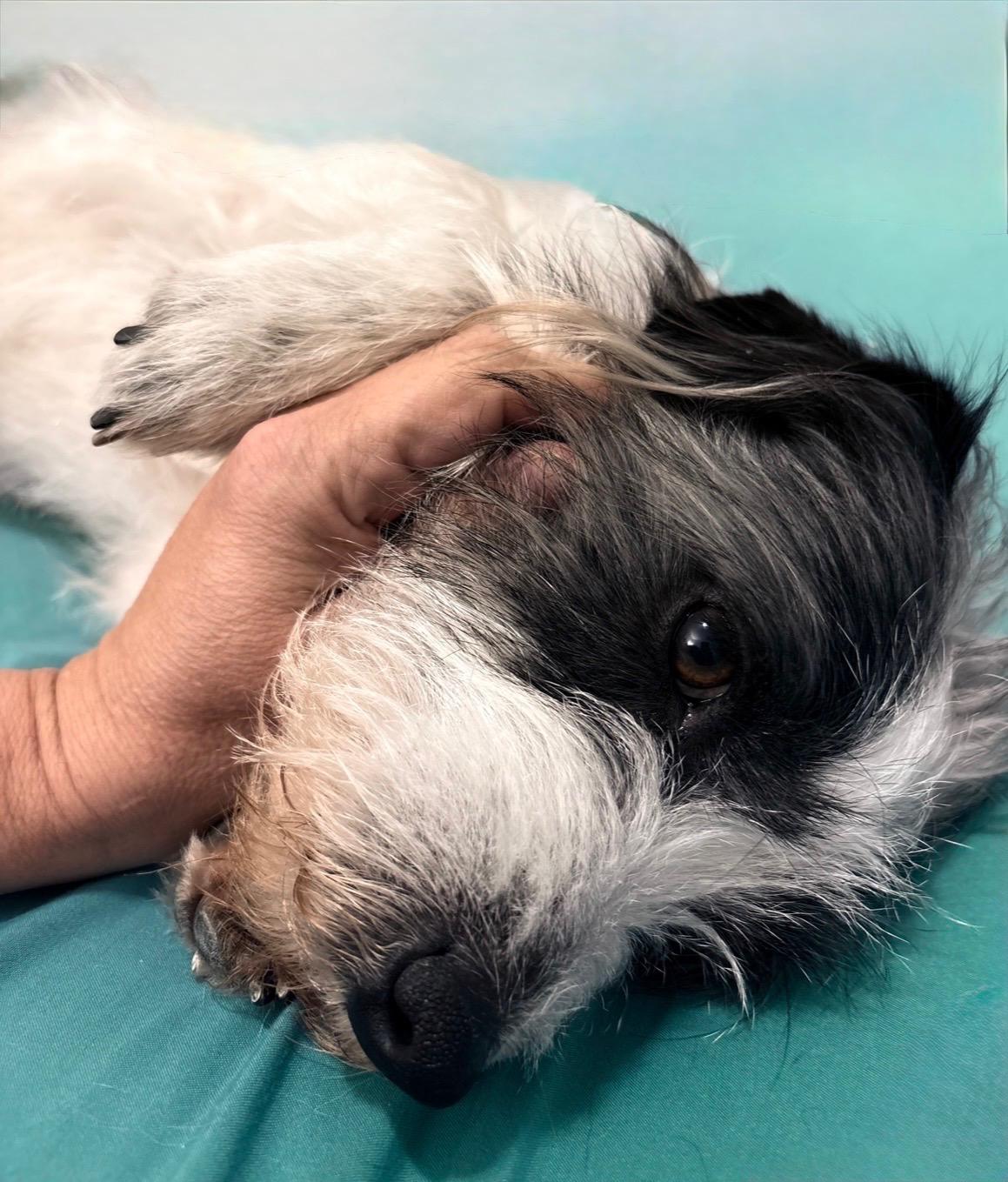 Enlarge Sullivan, a ADOPTABLE mixed breed in Fort Collins, CO image 6/6