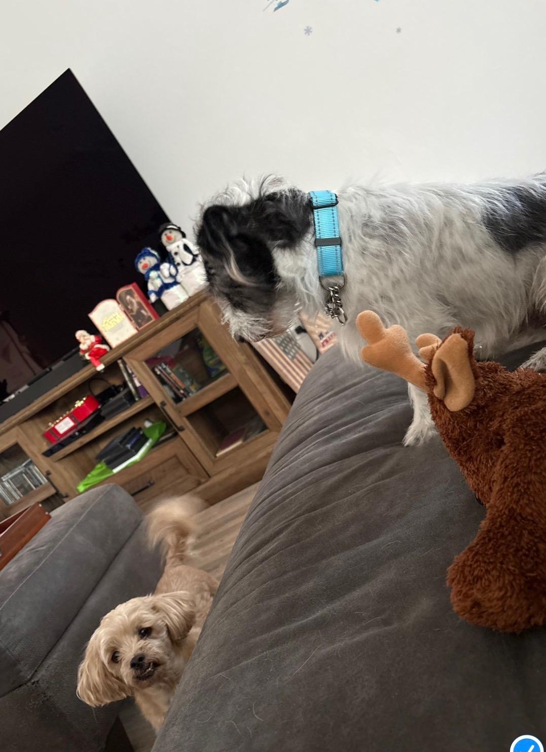 Enlarge Sullivan, a ADOPTABLE mixed breed in Fort Collins, CO image 4/6