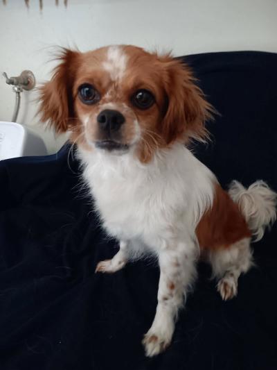 Enlarge Lilli, a Adoptable Cavalier King Charles Spaniel in Gardena, CA image 1/3