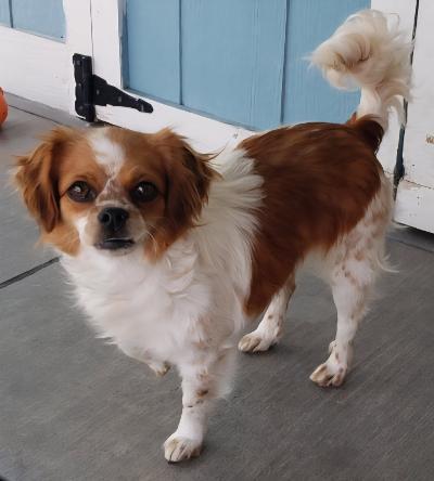 Enlarge Lilli, a Adoptable Cavalier King Charles Spaniel in Gardena, CA image 2/3